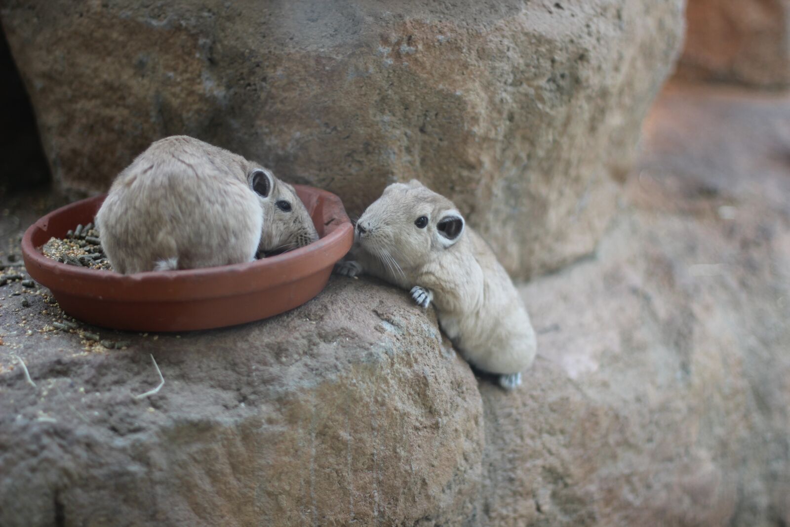 Canon EOS 600D (Rebel EOS T3i / EOS Kiss X5) + Canon EF 50mm F1.4 USM sample photo. Mouse, cute, mice photography