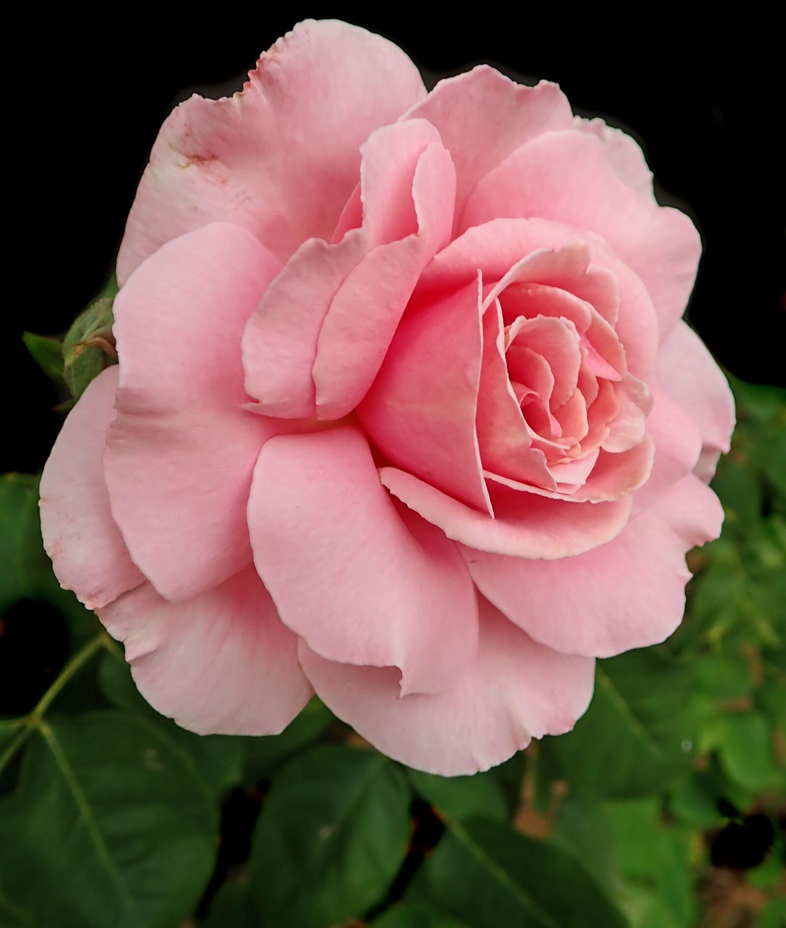Olympus TG-5 sample photo. Flower, pink, rose photography