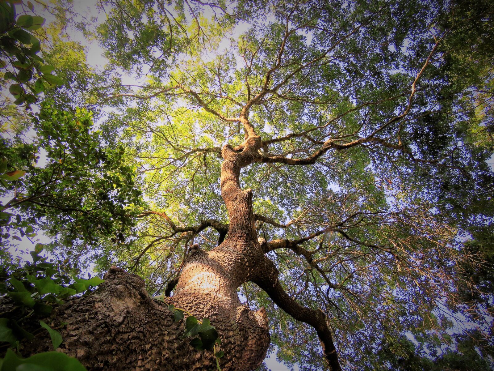Canon PowerShot SX60 HS sample photo. Tree, sunset, green photography