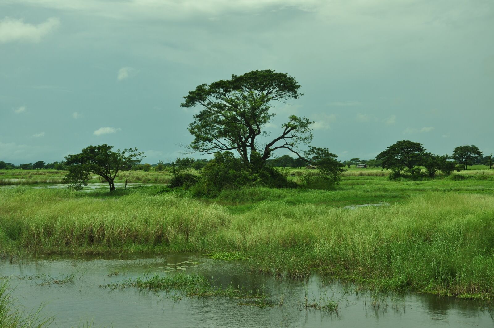 Nikon D90 sample photo. Myanmar, farm, rice photography