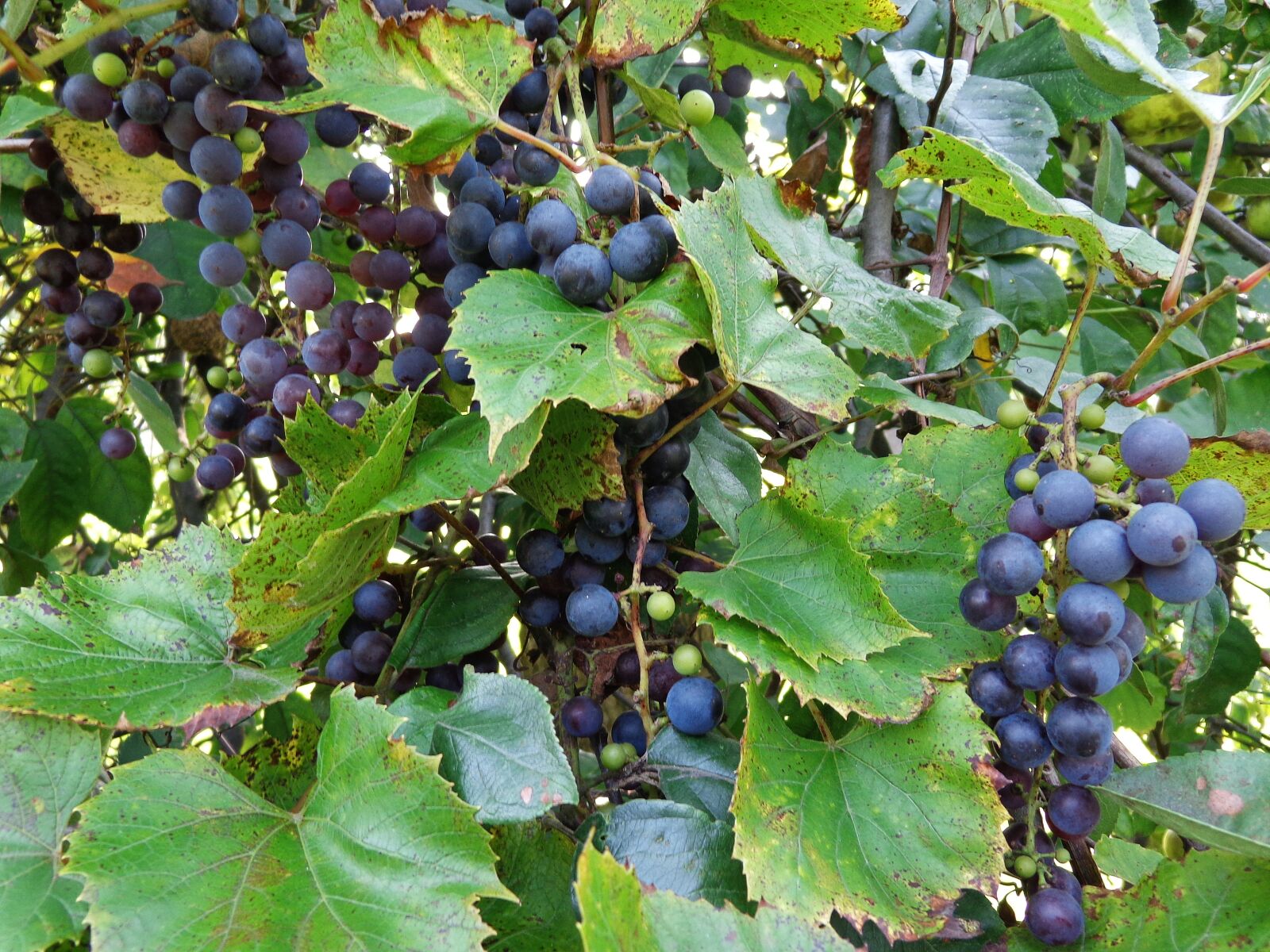 Sony Cyber-shot DSC-H90 sample photo. Bunch of grapes, vines photography