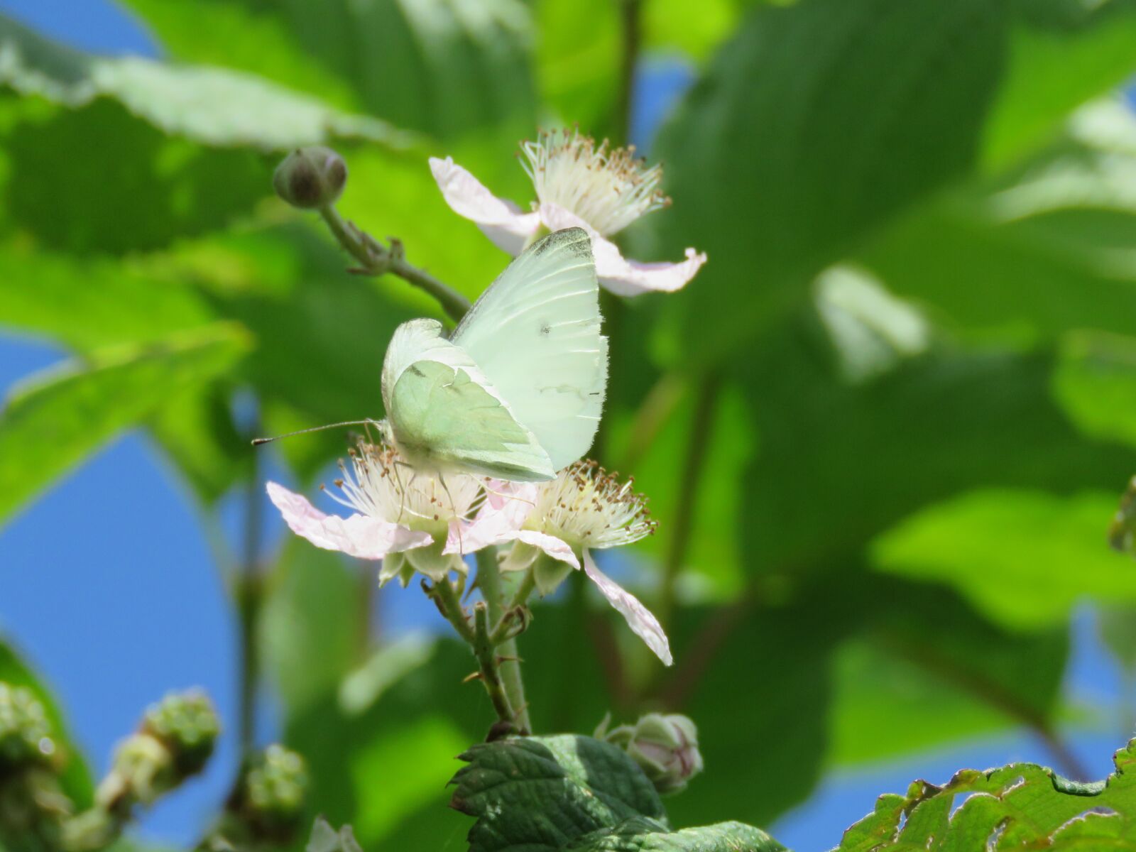 Canon PowerShot SX60 HS sample photo. Butterfly, blossom, bush photography