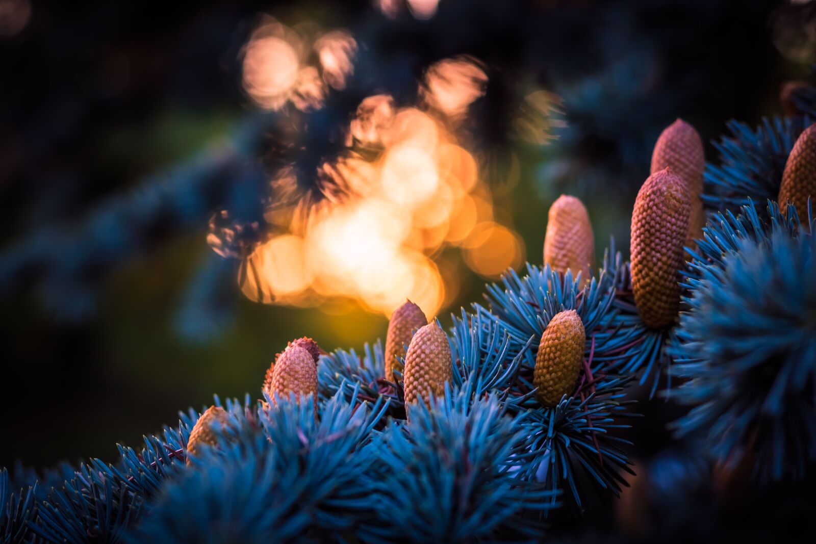 Canon EF 50mm F1.8 STM sample photo. Blue spruce, autumn, fir photography
