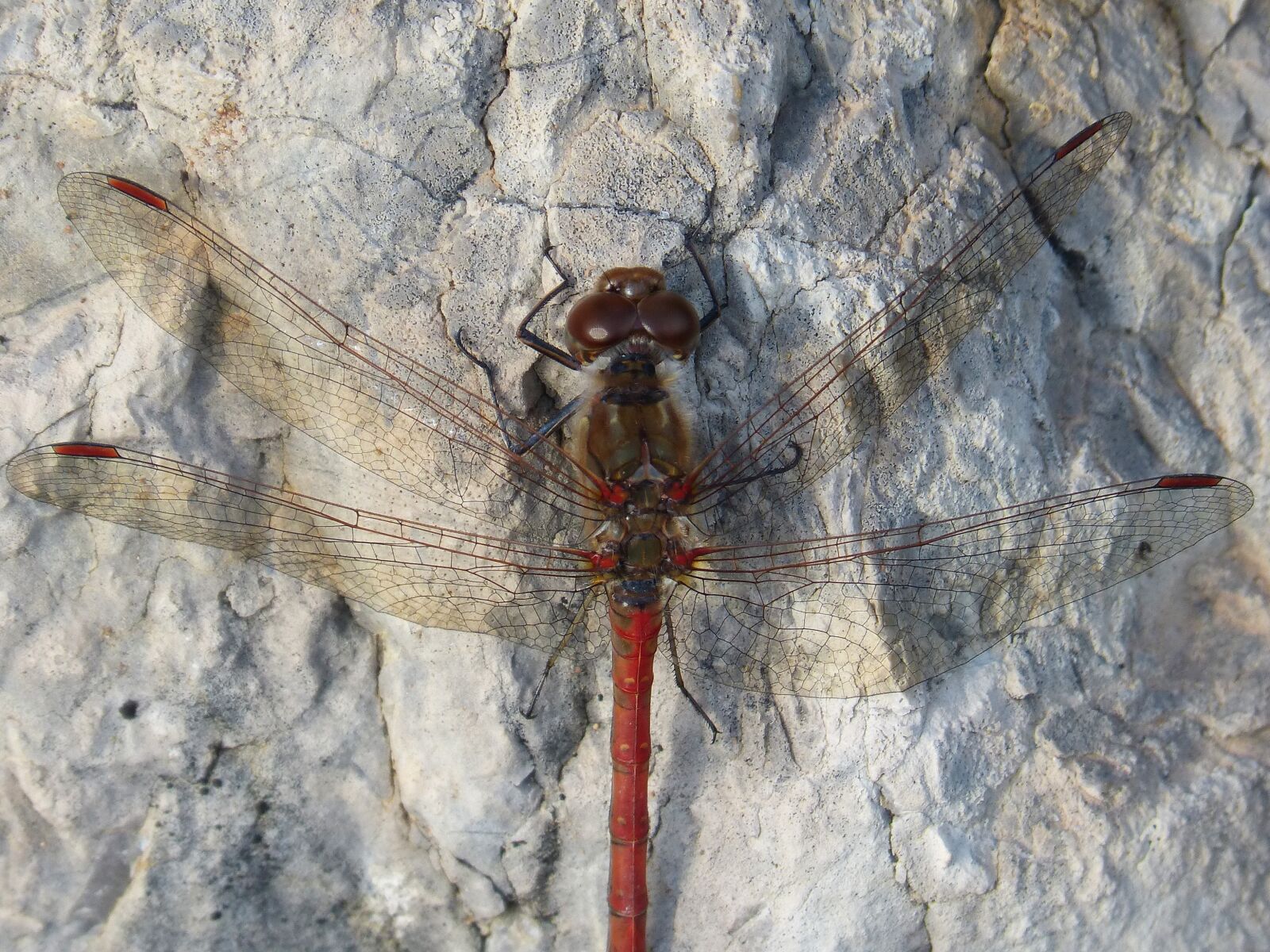 Panasonic DMC-FZ62 sample photo. Dragonfly, red dragonfly, annulata photography