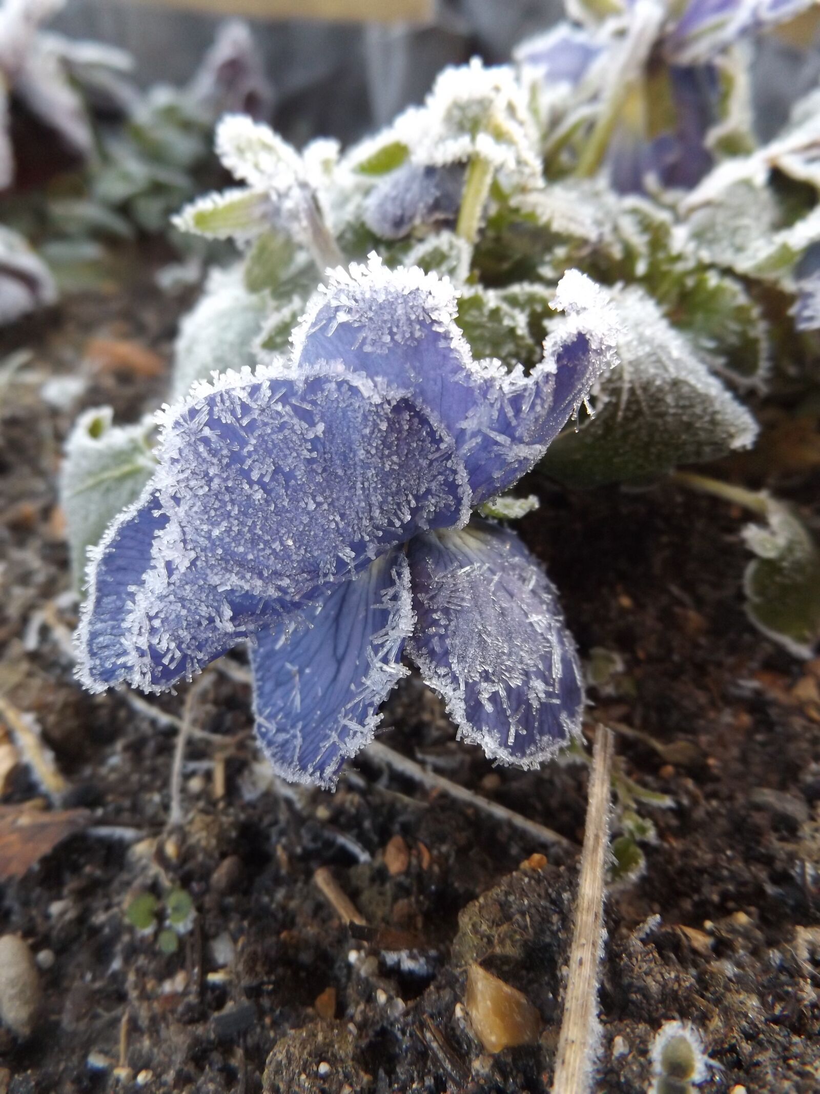 Fujifilm FinePix S8600 sample photo. Ice, cold, winter photography