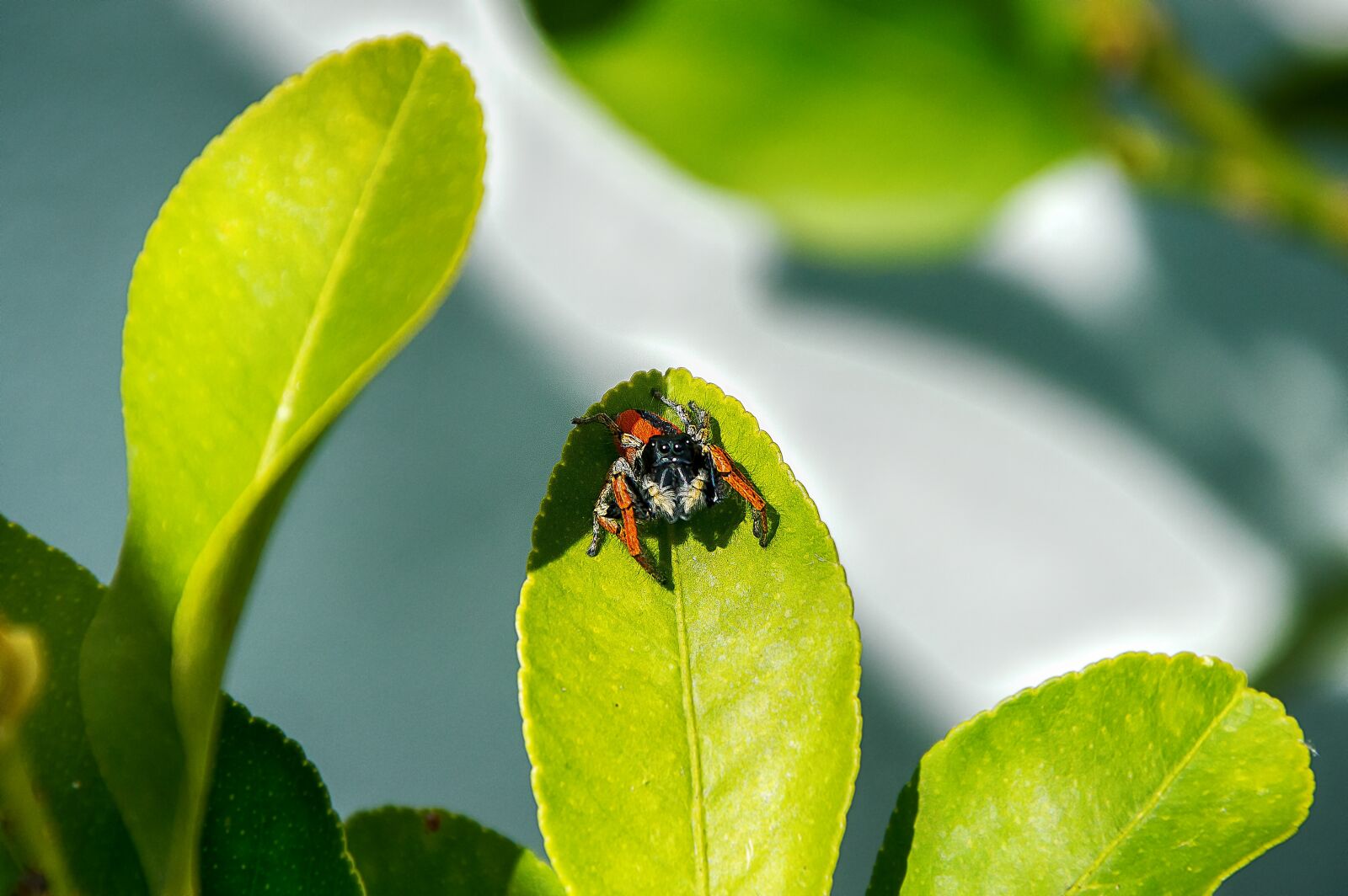 Nikon D3200 sample photo. Spider, leaf, nature photography