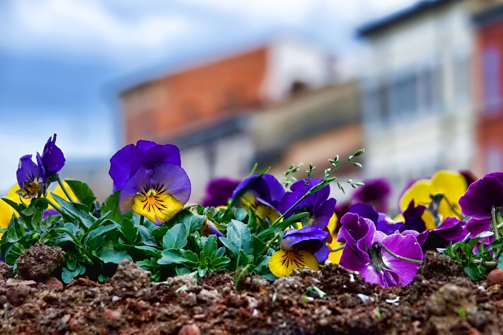 Sony Cyber-shot DSC-RX10 III sample photo. Flower, nature, plant photography