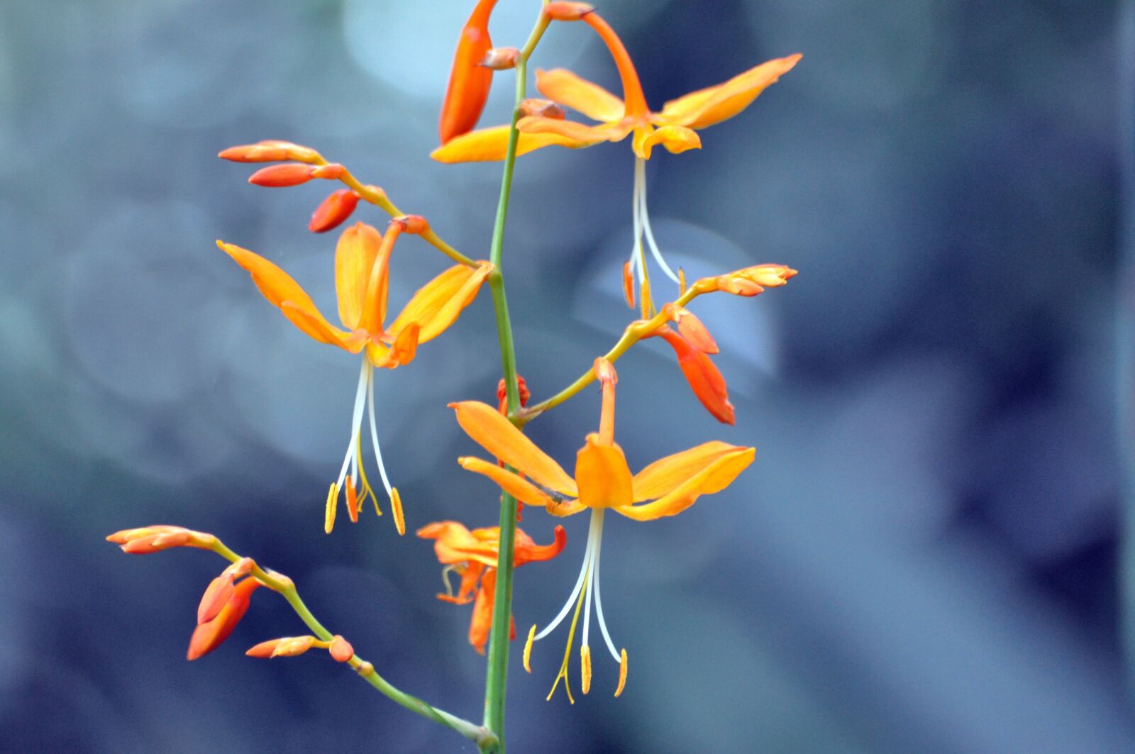 Nikon D5000 sample photo. Flower, nature, plant photography