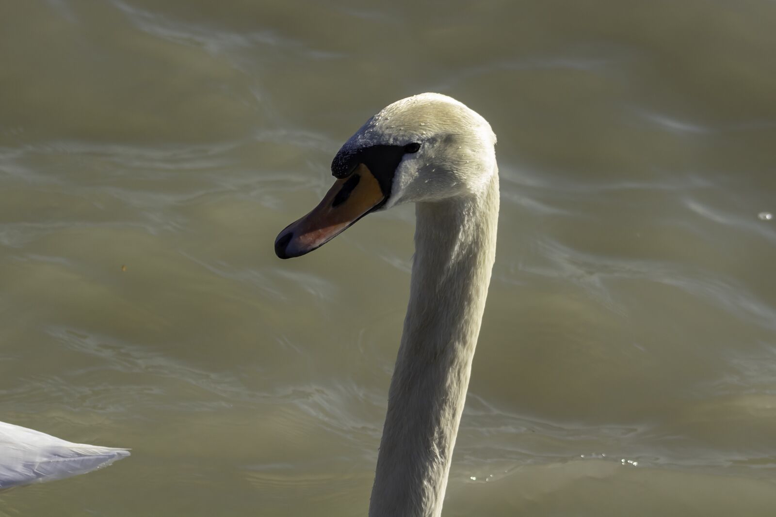 Canon EF75-300mm f/4-5.6 sample photo. Swan, cam, water bird photography