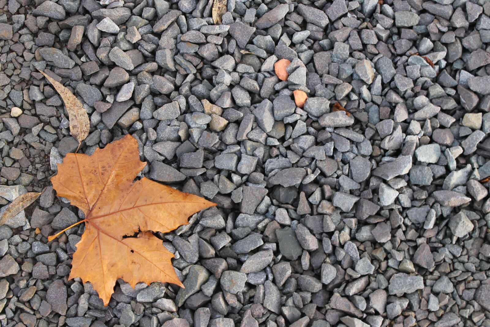 Canon EOS 1100D (EOS Rebel T3 / EOS Kiss X50) sample photo. Leaf, gravel, autumn photography