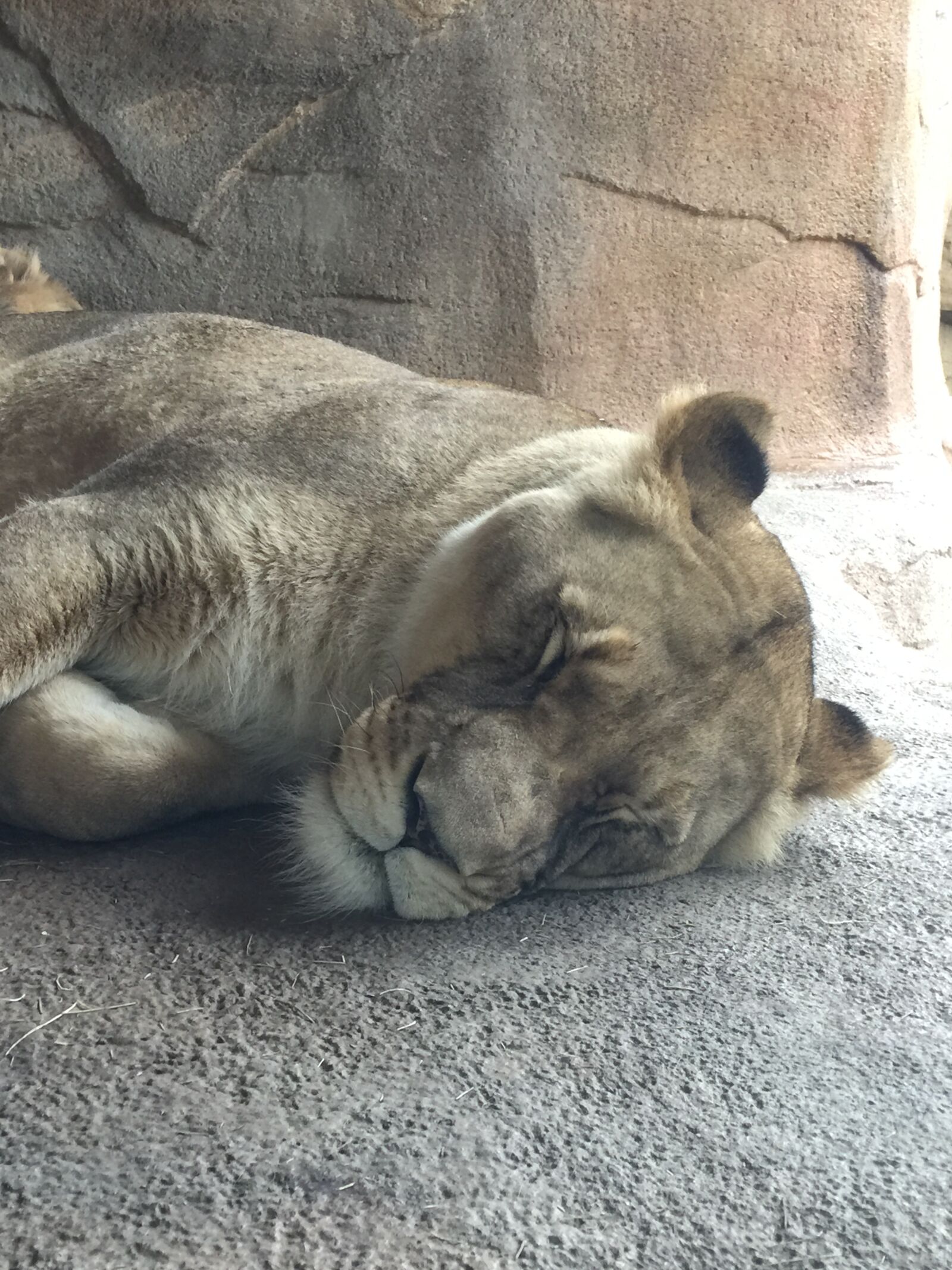 iPhone 6 Plus back camera 4.15mm f/2.2 sample photo. Lion, lioness, zoo photography