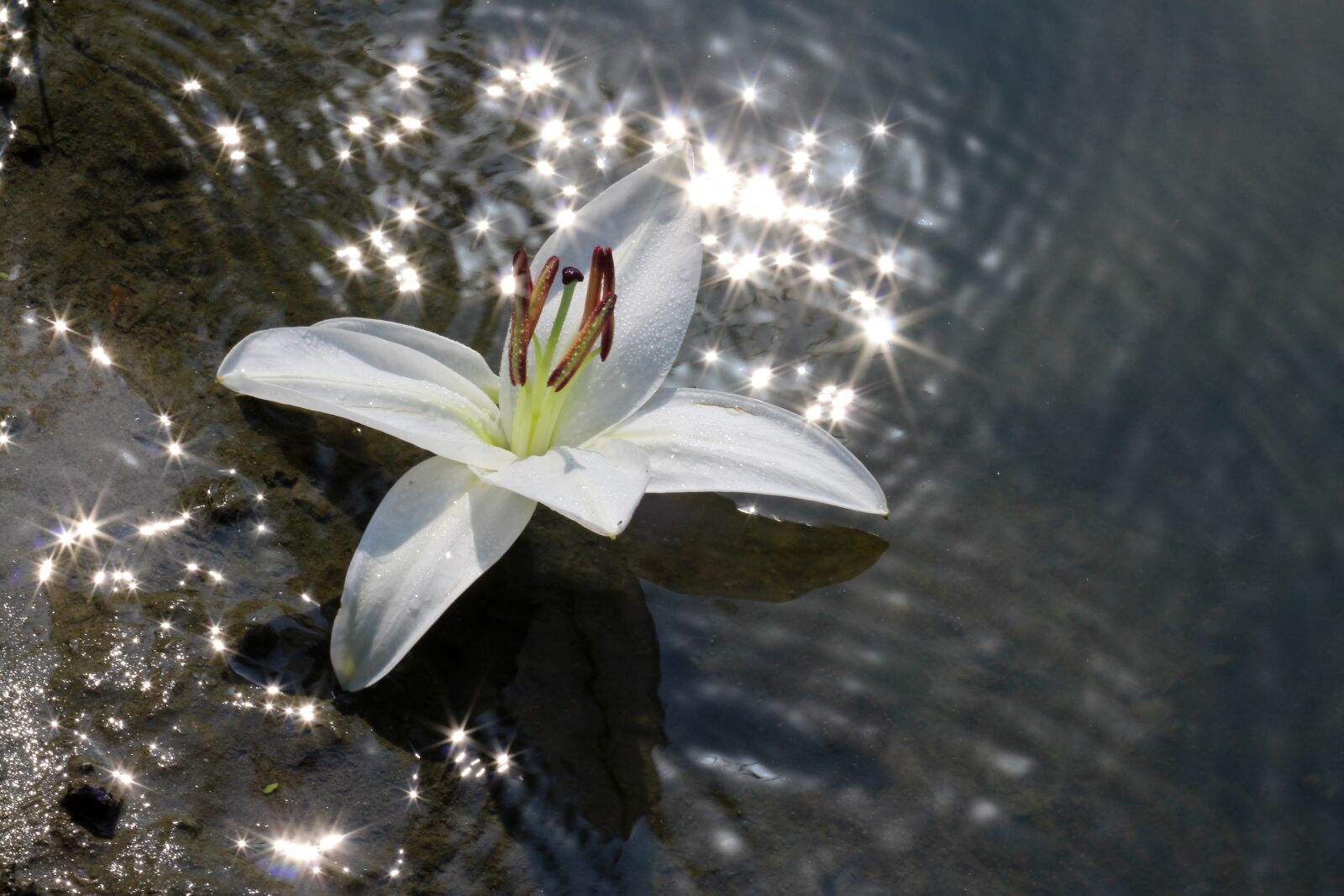 Canon EOS 700D (EOS Rebel T5i / EOS Kiss X7i) + Canon EF 85mm F1.8 USM sample photo. Lily, water, flower photography