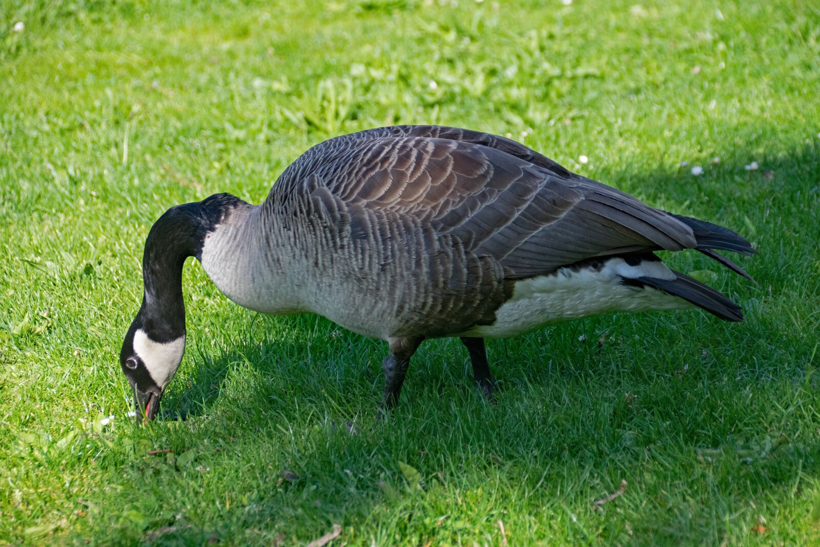 Nikon D5300 sample photo. Canada goose, goose, branta photography