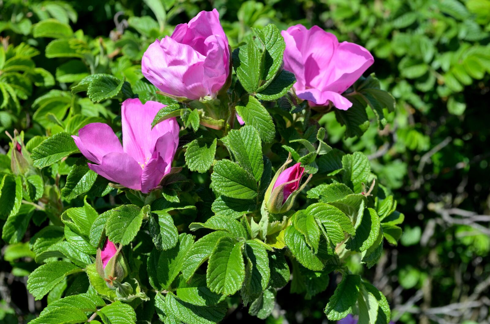 Nikon D5100 sample photo. Wild rose, rosa rugosa photography