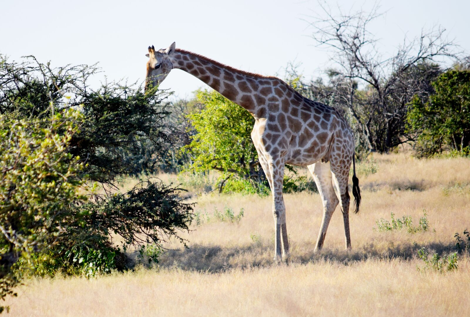 Nikon D5300 sample photo. Giraffe, tall, animal photography