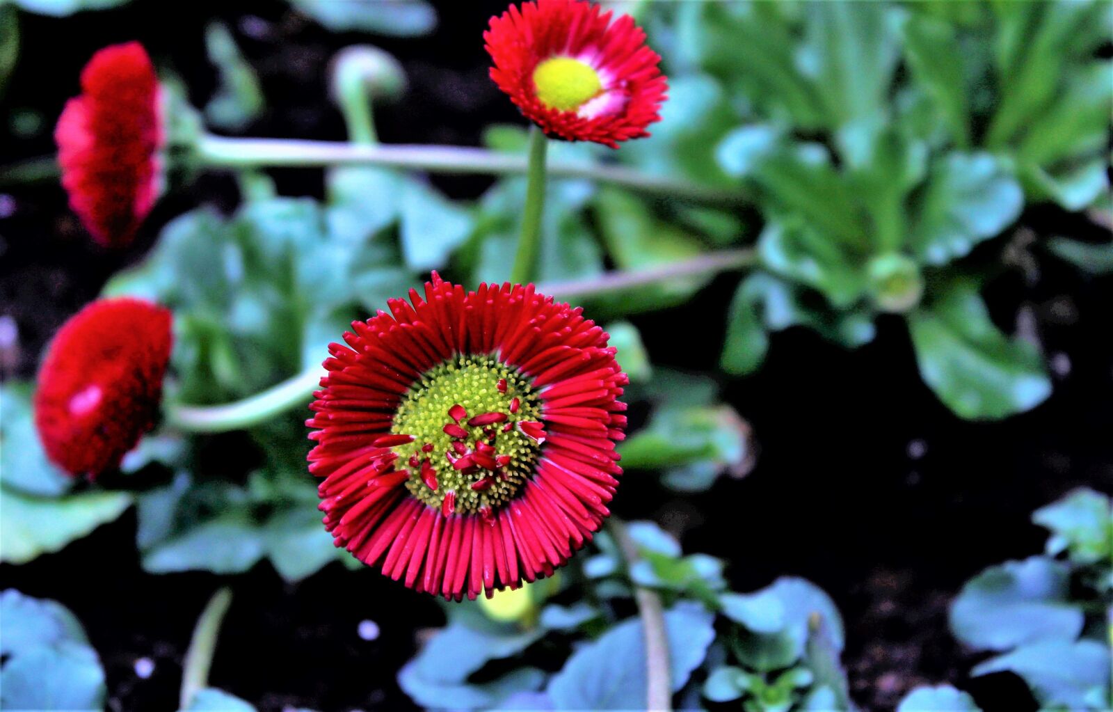 Canon EOS 1300D (EOS Rebel T6 / EOS Kiss X80) sample photo. Nature, flower, plant photography