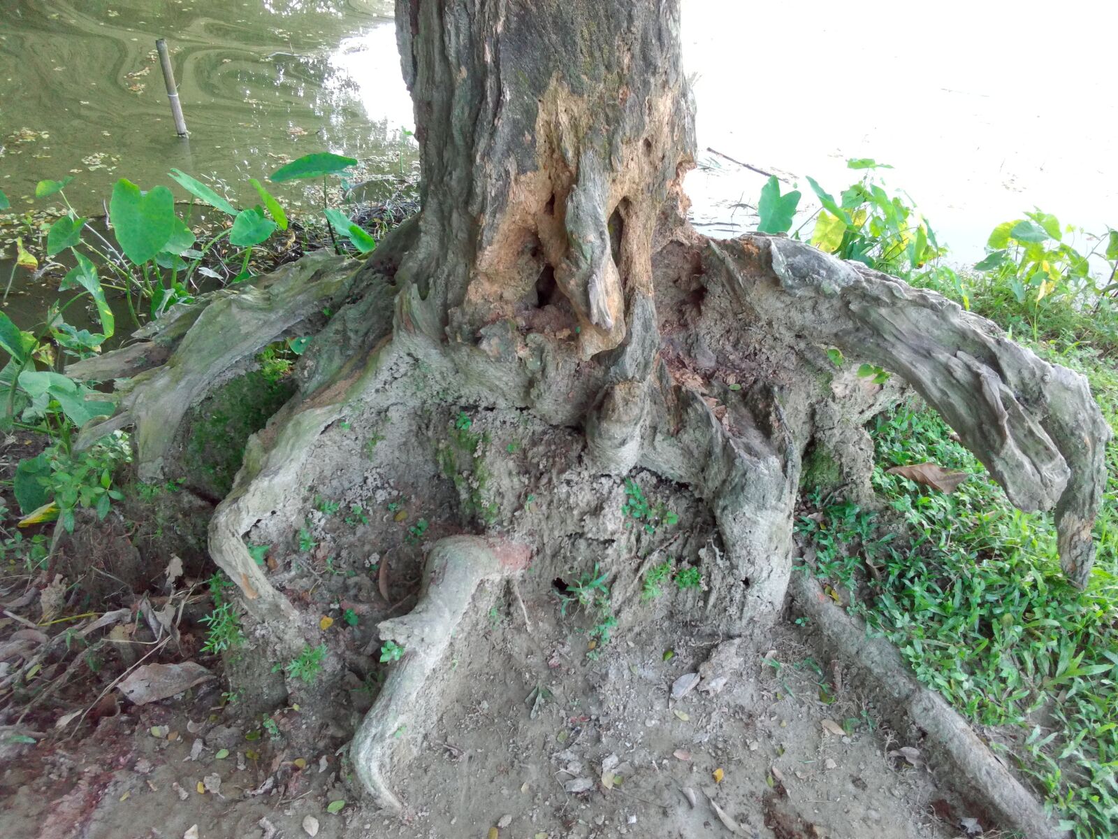 HUAWEI Y541-U02 sample photo. Roots, tree roots, bark photography
