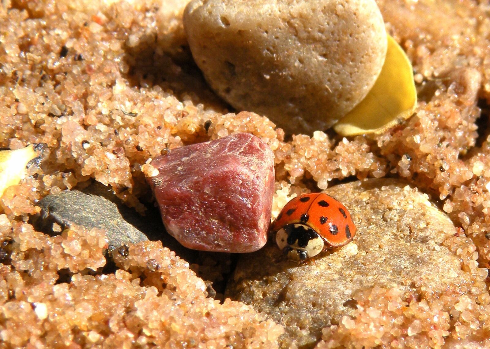 Nikon Coolpix P80 sample photo. Ladybug, close up, macro photography