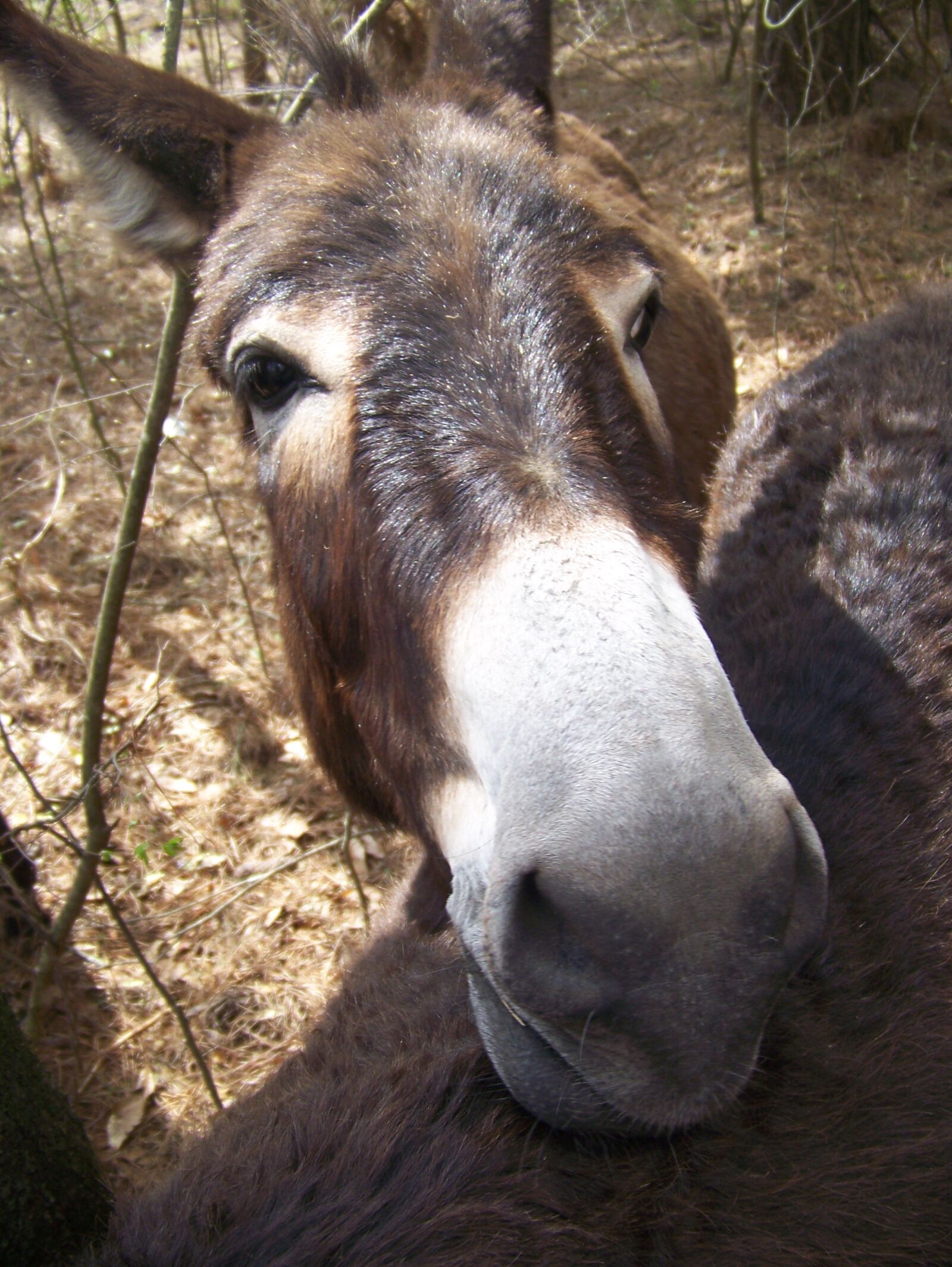 Kodak Z612 ZOOM DIGITAL CAMERA sample photo. Donkey, white, brown photography