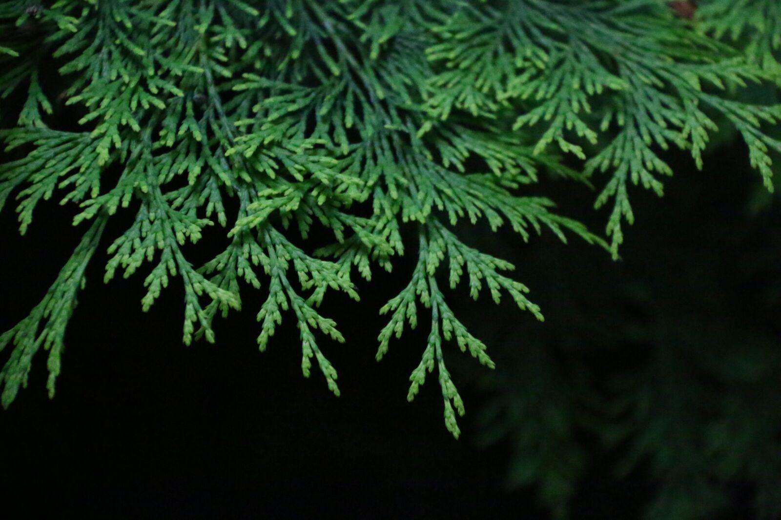 Canon EF-S 18-200mm F3.5-5.6 IS sample photo. Fir, branch, green photography