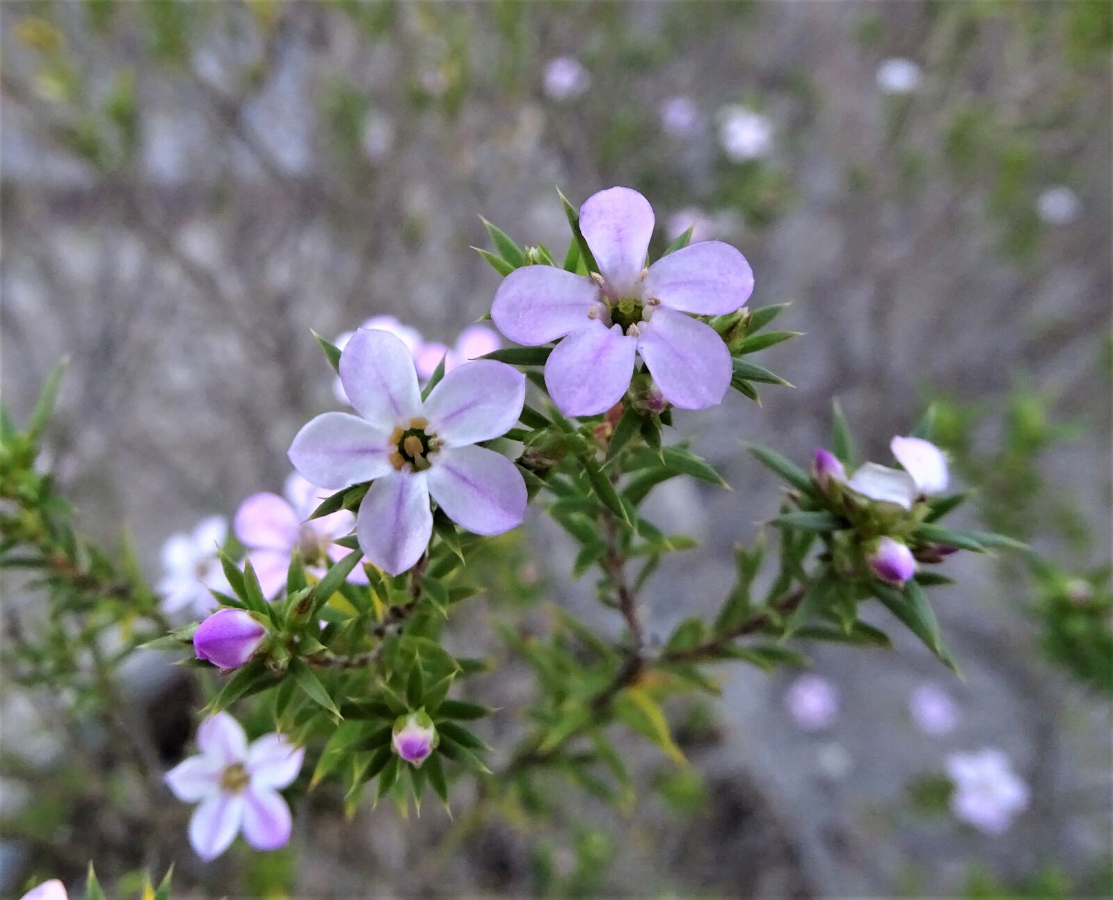 Sony Cyber-shot DSC-HX400V sample photo. Flowers, beautiful, spring photography