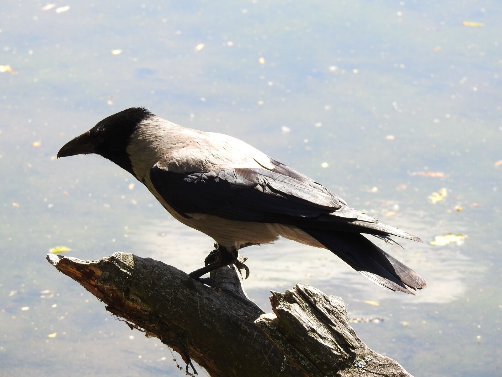 Nikon Coolpix P900 sample photo. Crow, bird, nature photography
