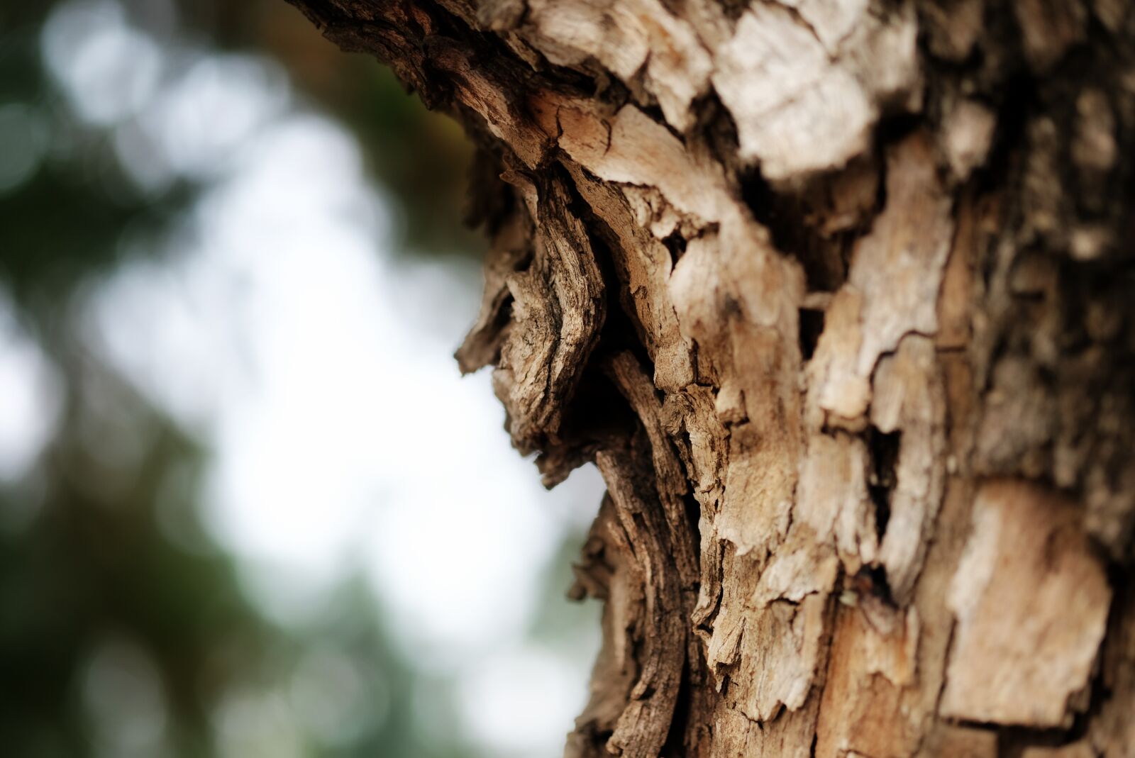 Fujifilm X-E3 sample photo. Nature, leaves, tree photography