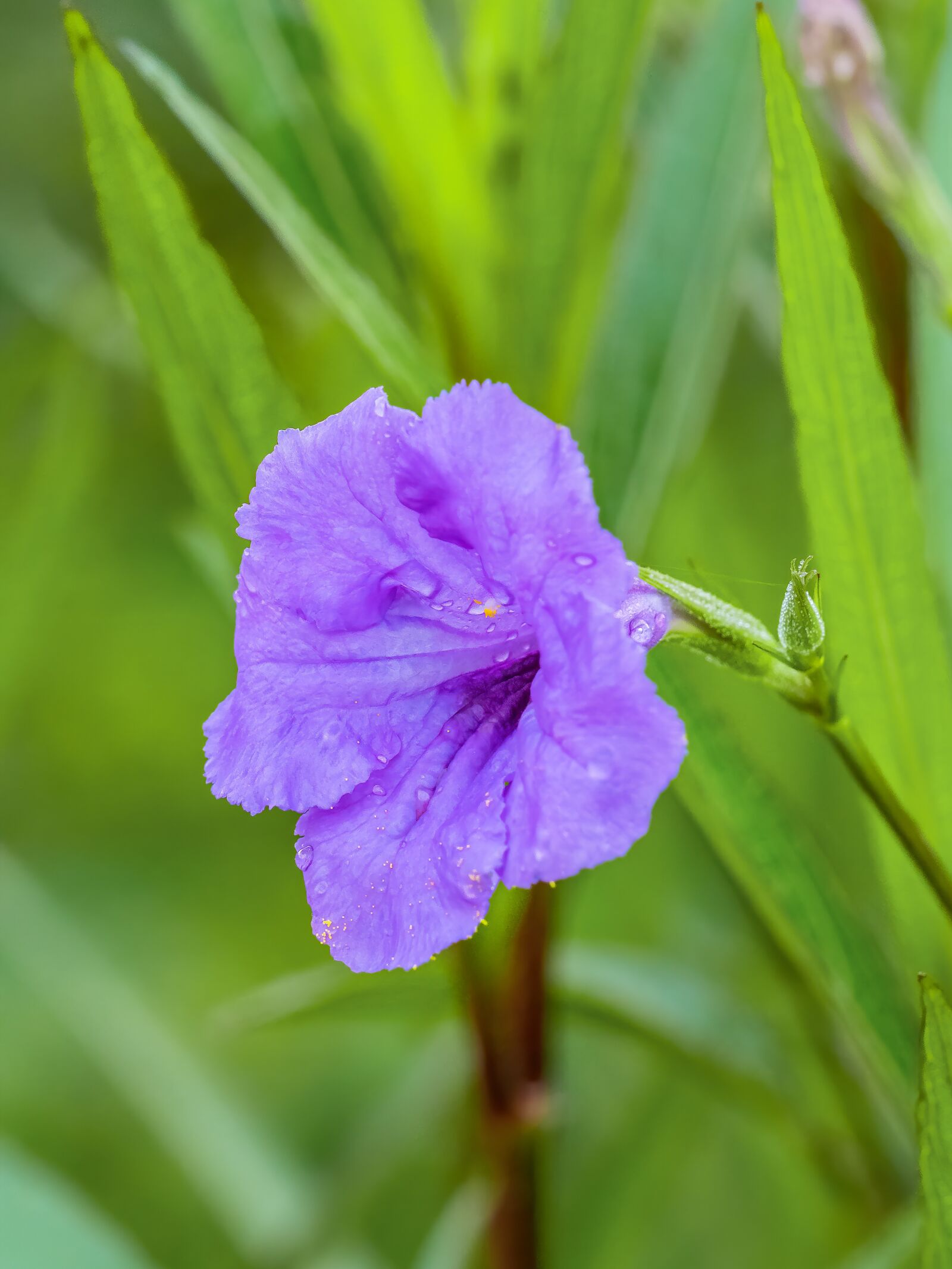 Olympus M.Zuiko Digital ED 40-150mm F2.8 Pro sample photo. Flower, violet, blooming photography
