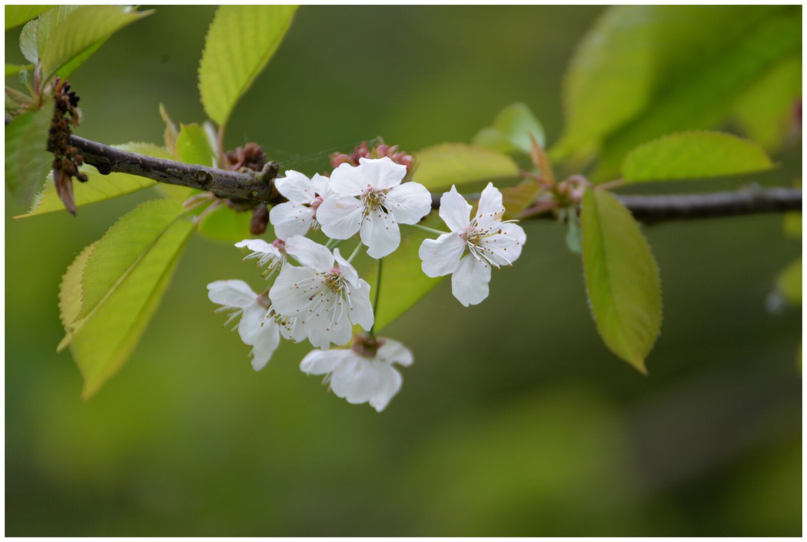 Nikon D610 sample photo. Cherry, flower, flowers photography