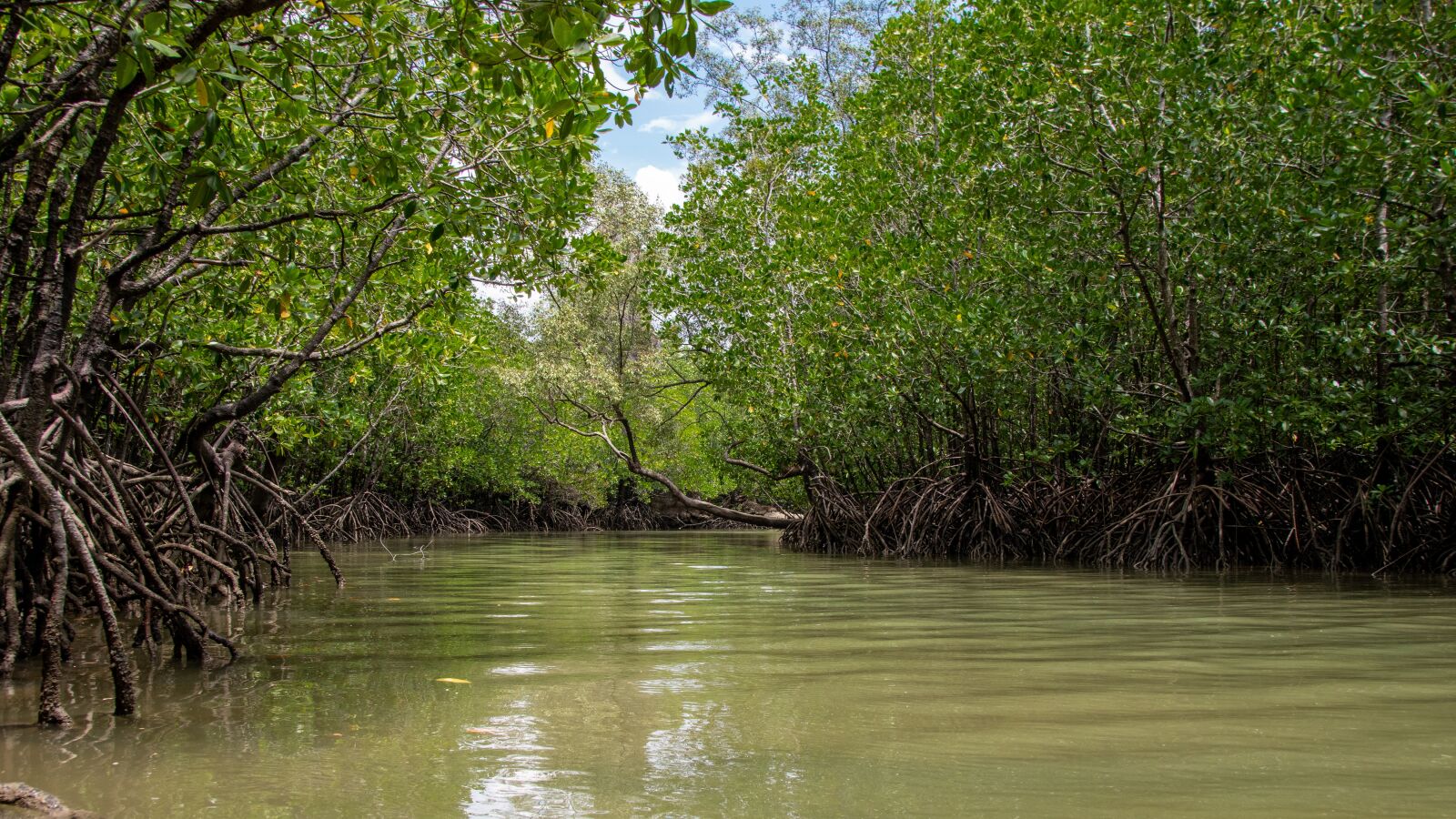 Nikon D5600 sample photo. Mangroves, trees, rocks photography