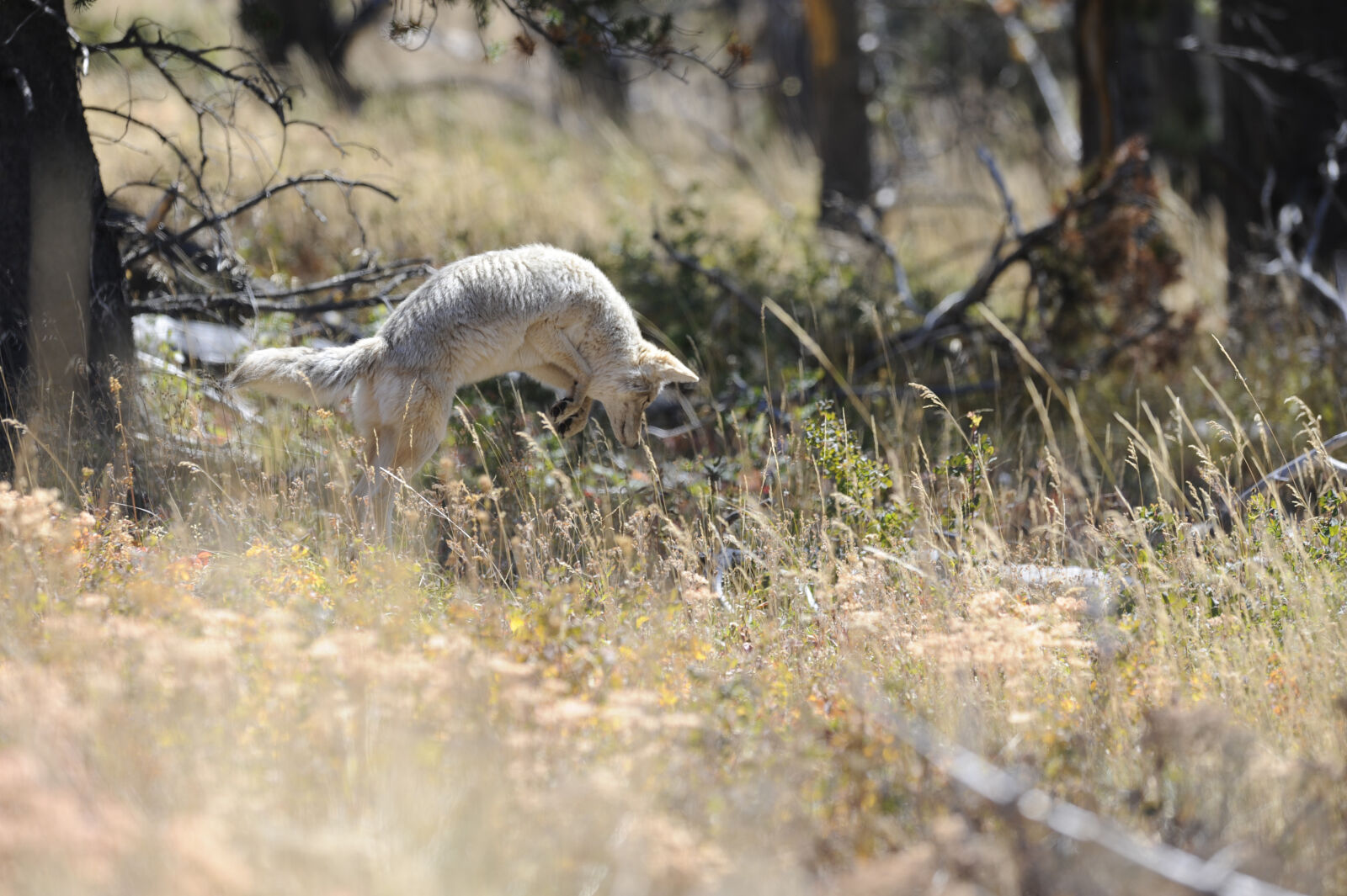 Nikon D700 sample photo. Canis, latrans, coyote, hunt photography