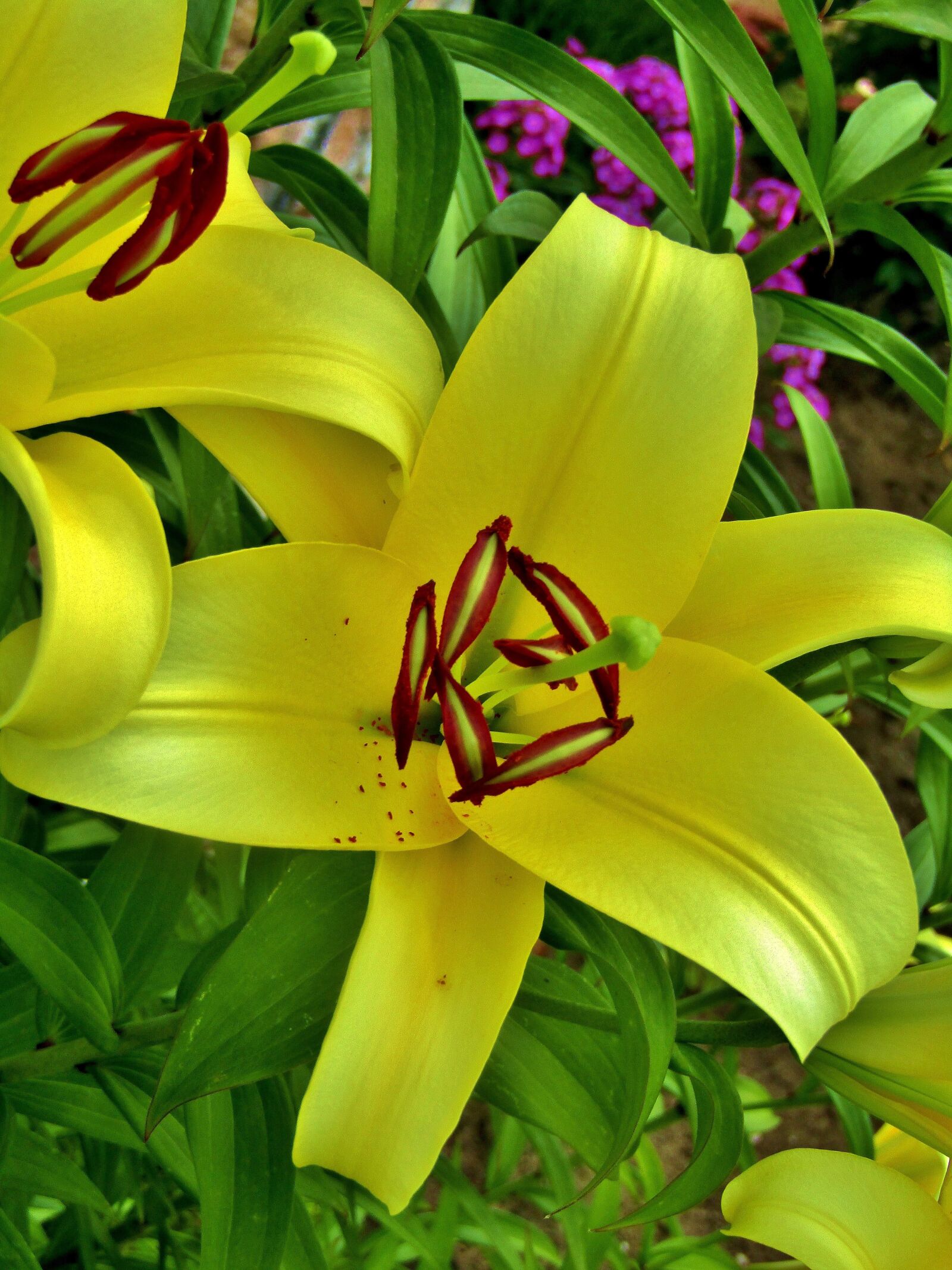 Canon POWERSHOT SX432 IS sample photo. Lily, blossom, bloom photography