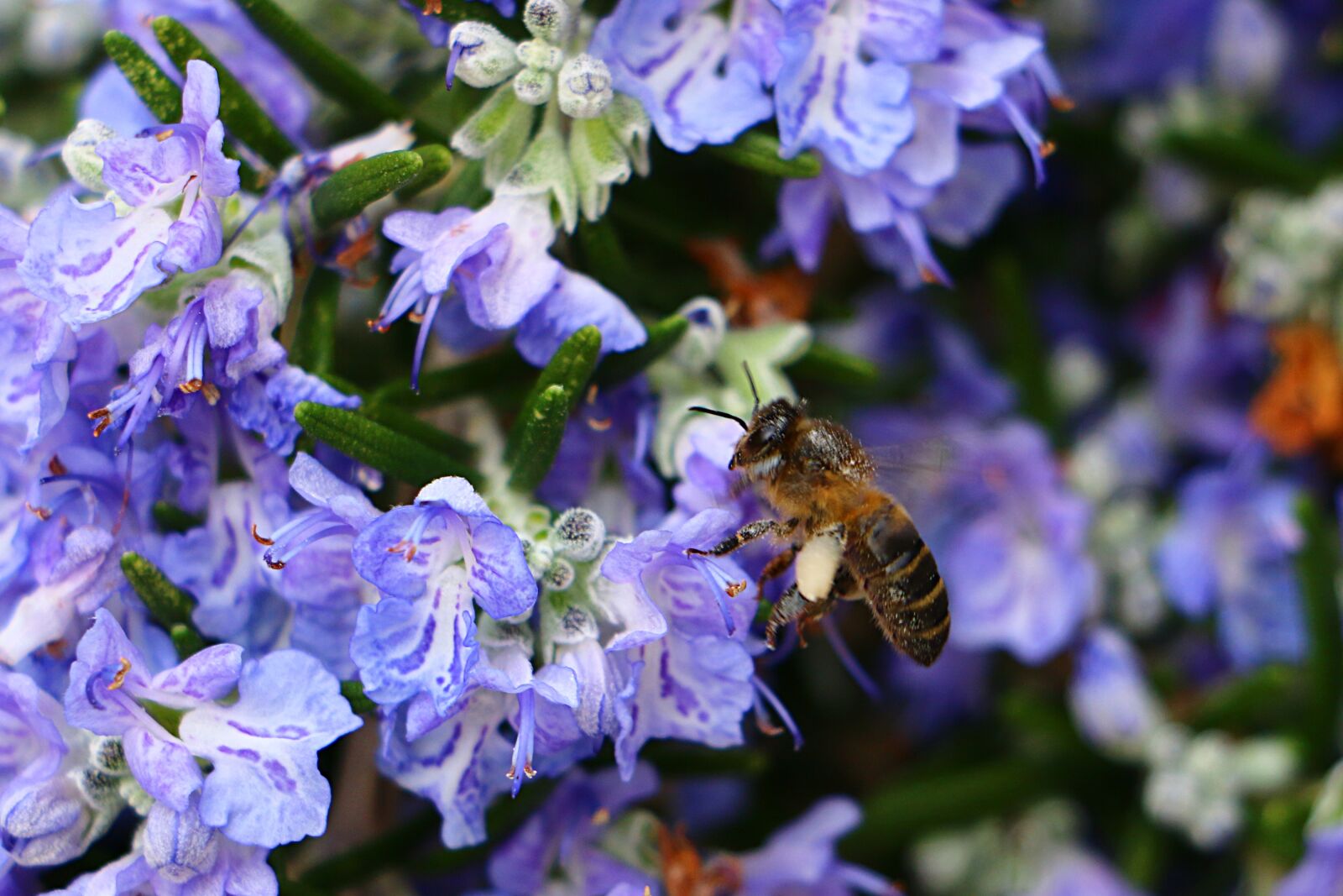 Canon EOS 70D sample photo. Bee, rosemary, pollen photography