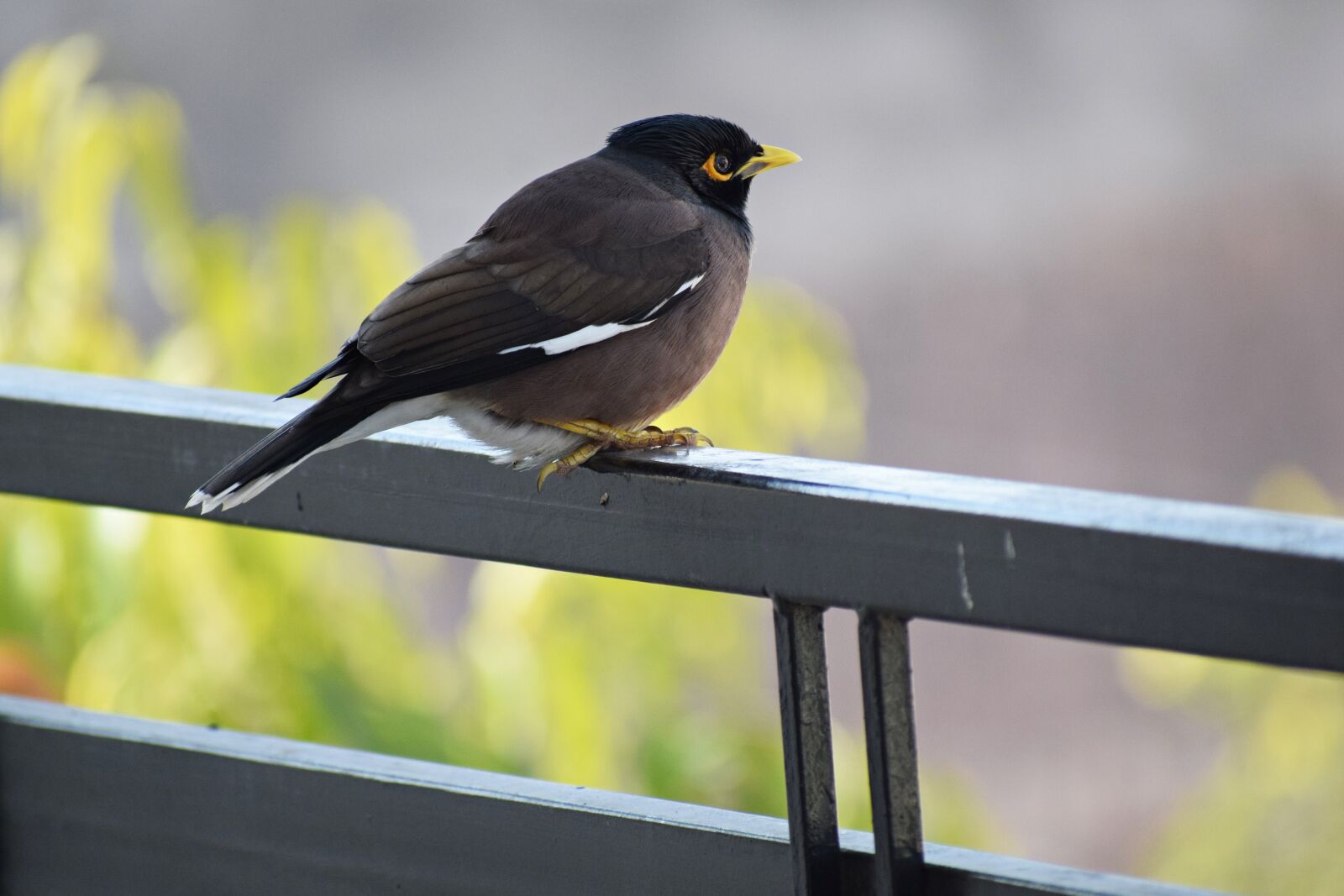 Nikon D3300 sample photo. Maina, bird, indian photography
