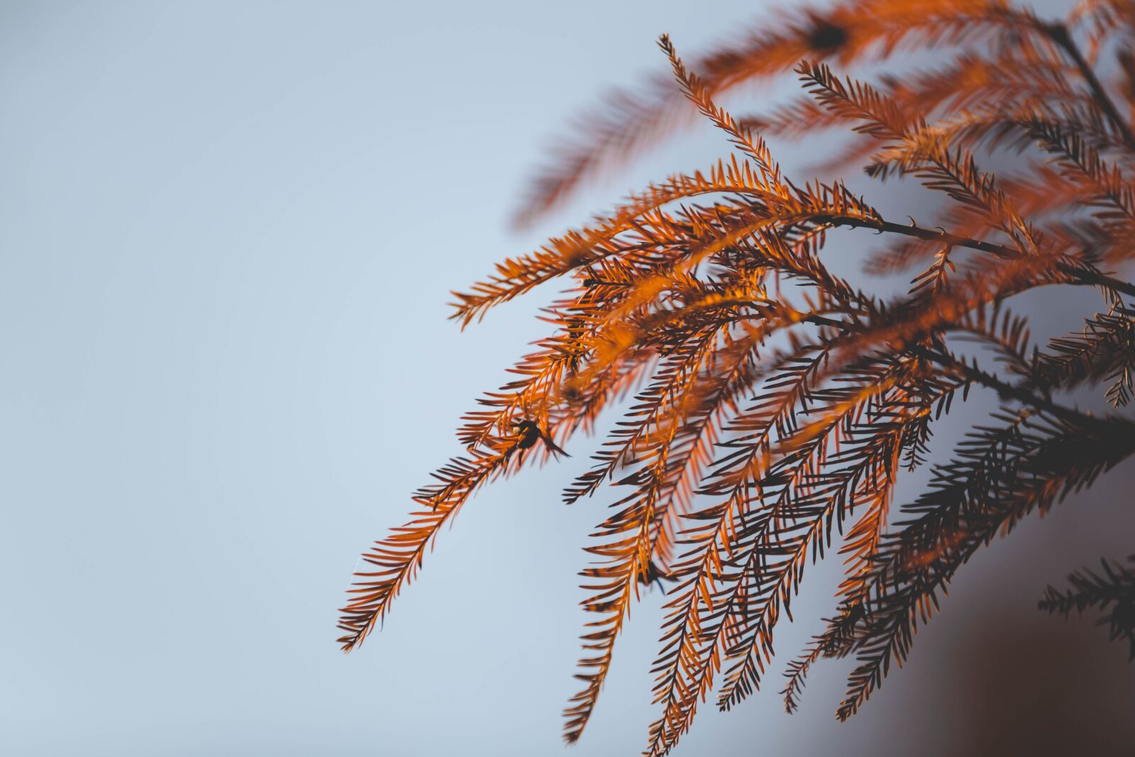 Canon EF 70-200mm F2.8L USM sample photo. Leaf, sun, sky photography