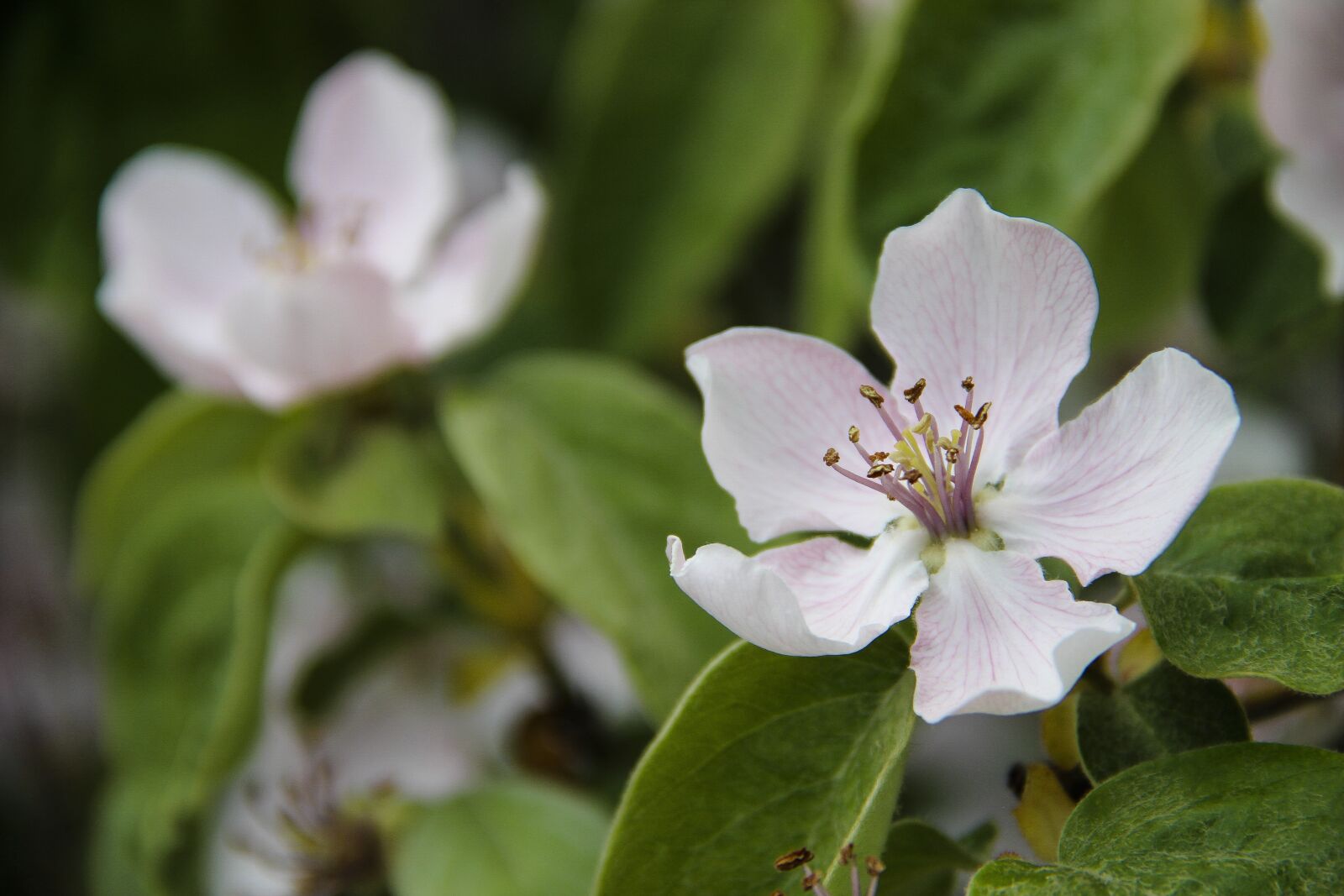 Canon EOS 650D (EOS Rebel T4i / EOS Kiss X6i) + Canon EF-S 18-135mm F3.5-5.6 IS sample photo. Quince, macro, flower photography