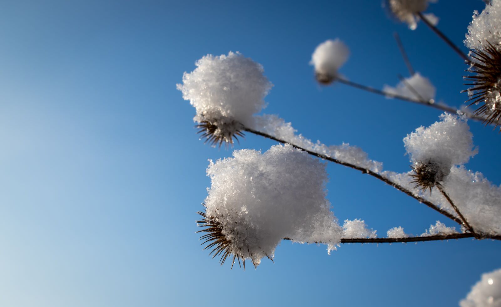 Canon EOS 200D (EOS Rebel SL2 / EOS Kiss X9) sample photo. Winter, snow, thistle photography