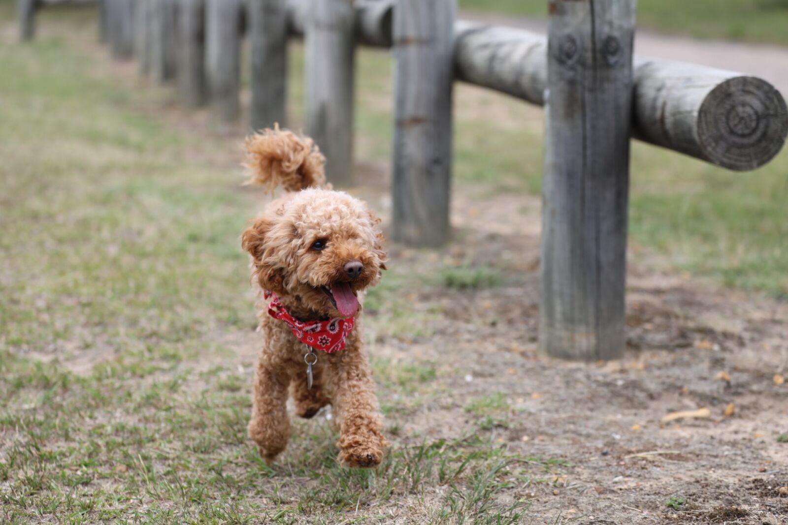 Canon EF 70-300mm F4-5.6L IS USM sample photo. Poodle, toy poodle, dog photography