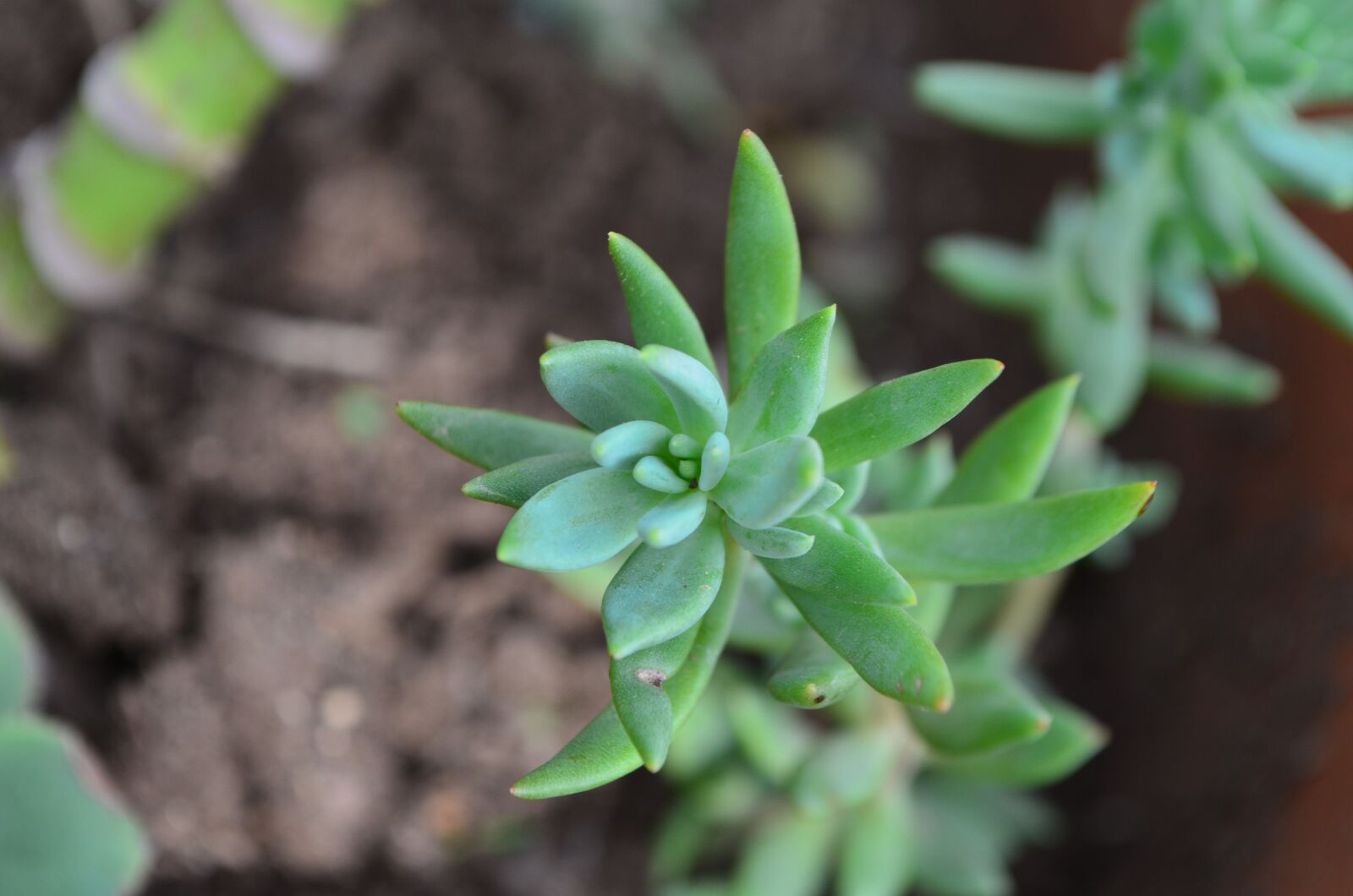 Nikon D5100 sample photo. Succulent, green, nature photography