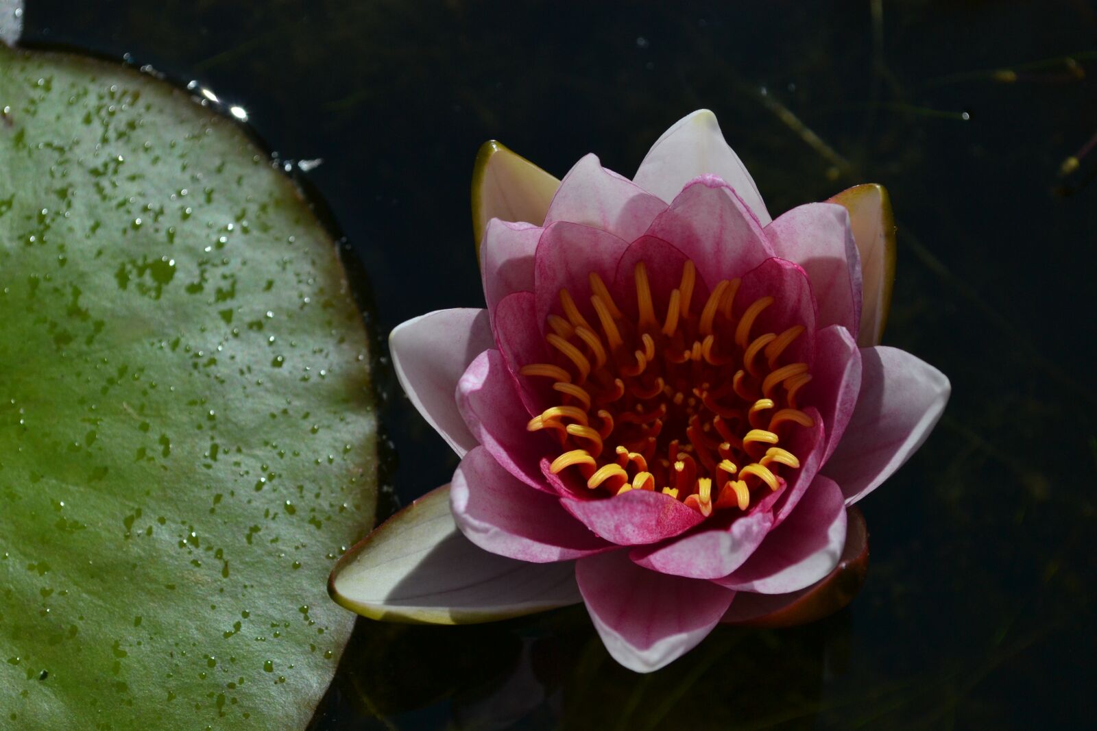 Nikon D3100 sample photo. Water lily, pink, te photography