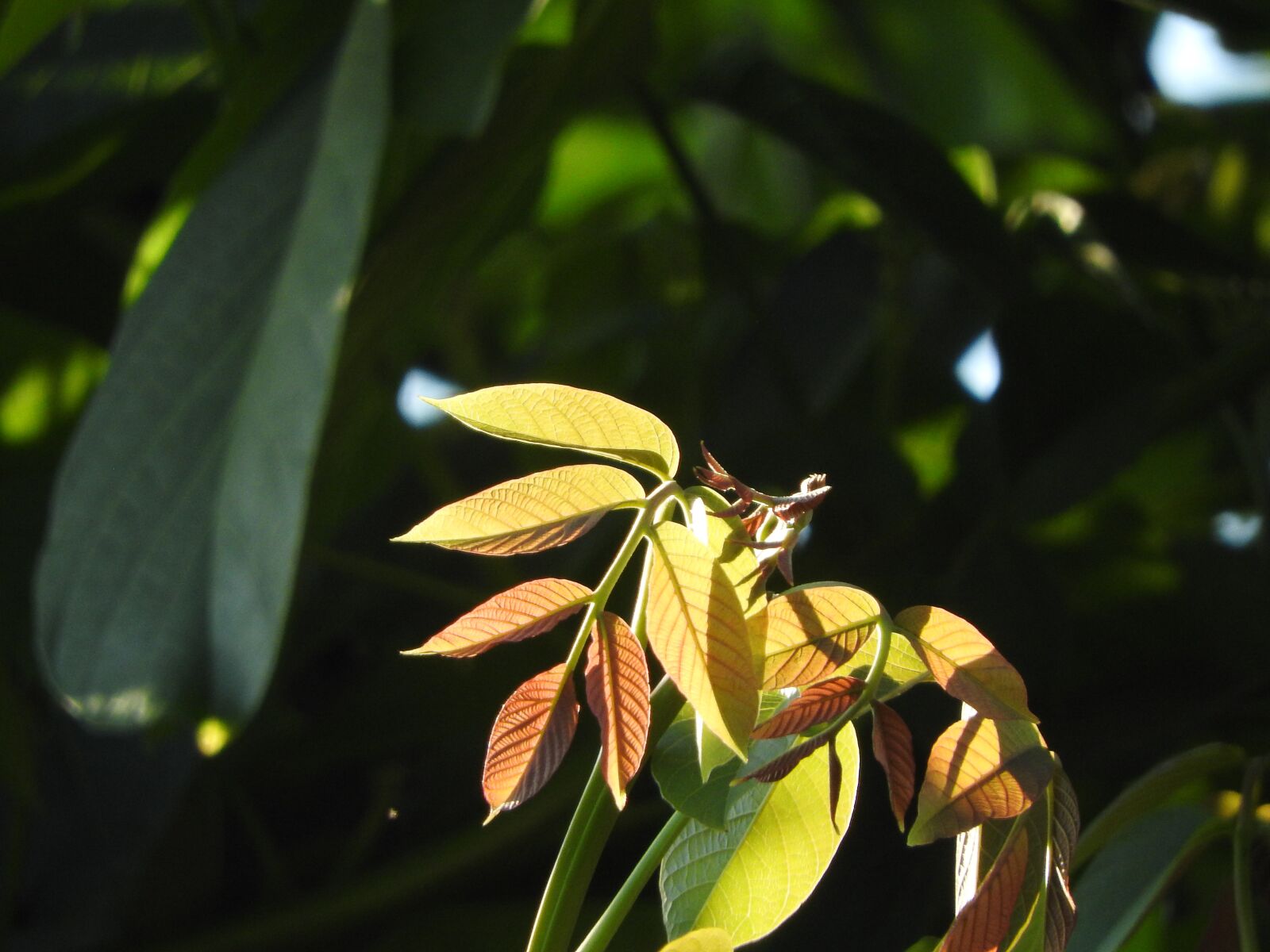 Nikon Coolpix P610 sample photo. Leaves, nature, plant photography