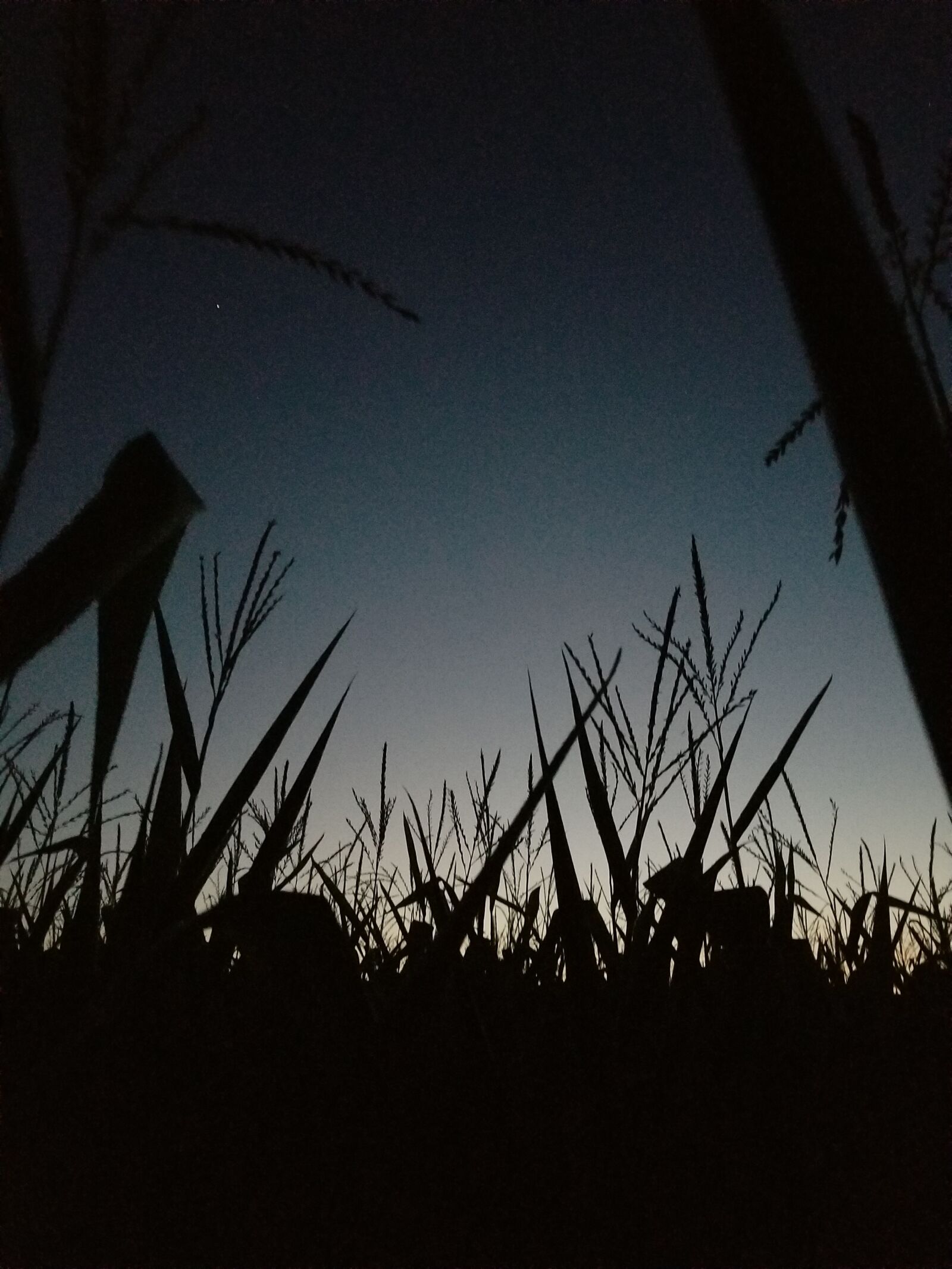 Samsung Galaxy S8+ sample photo. Cornfield, corn, dusk photography
