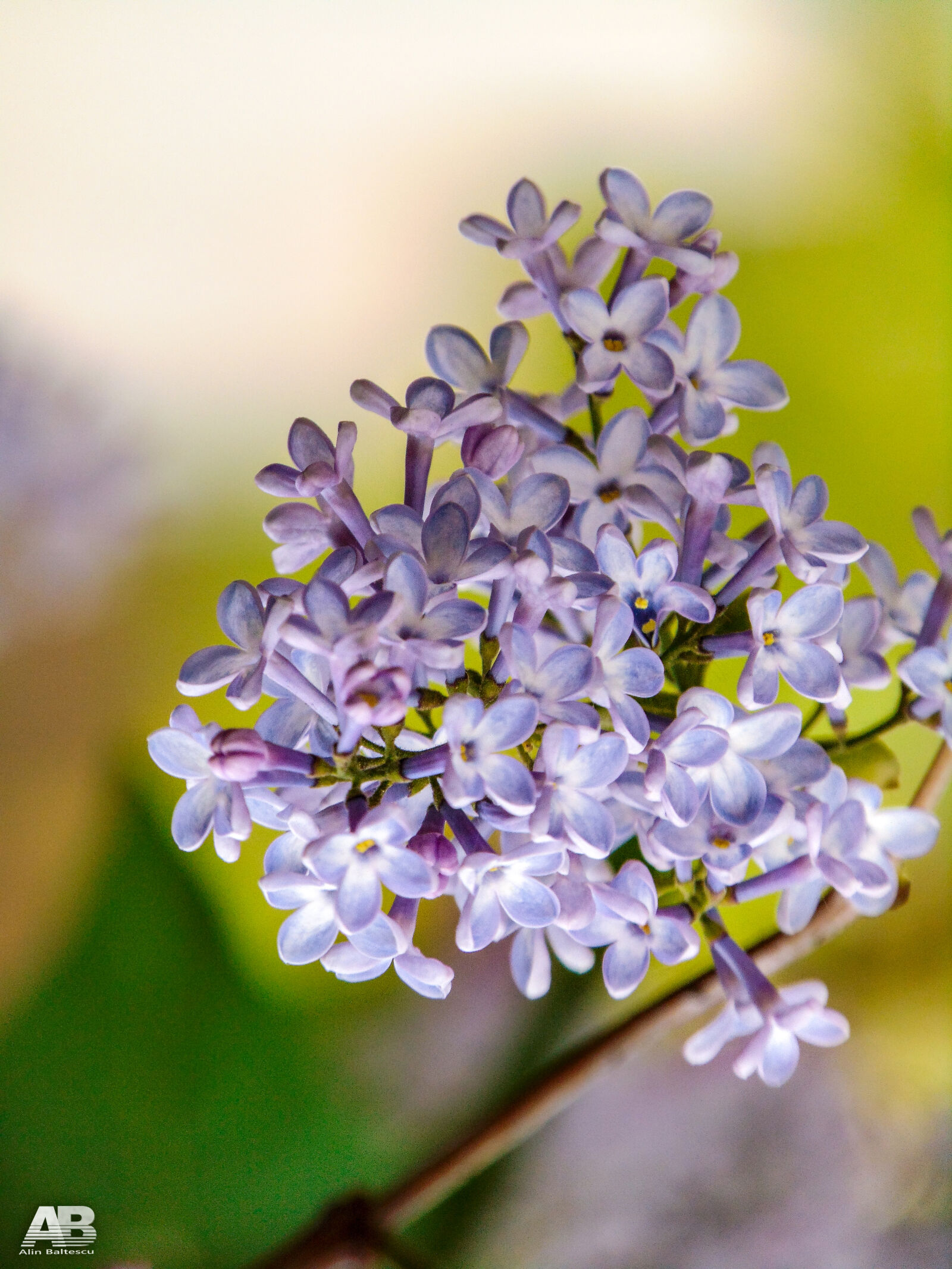 Sony Cyber-shot DSC-H300 sample photo. Flowers, nature, spring photography