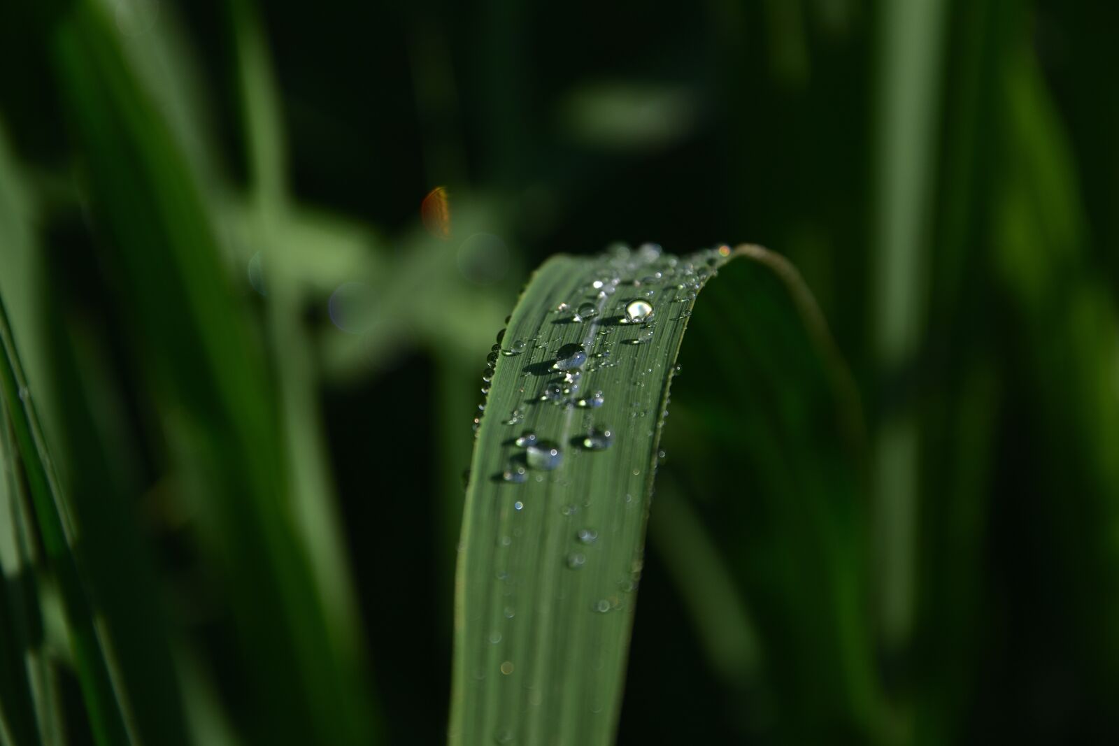 Nikon D3400 sample photo. Drops, sheet, bamboo photography