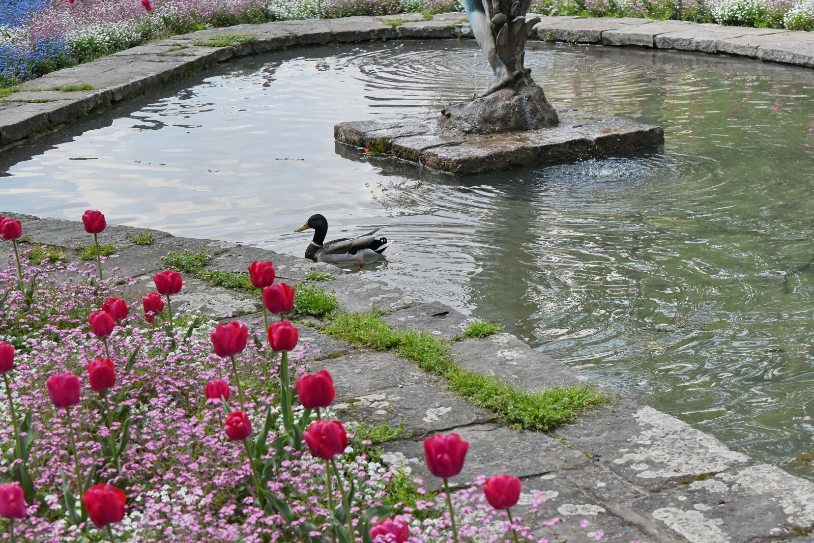 Nikon D5500 sample photo. Duck, fountain, garden, tulips photography