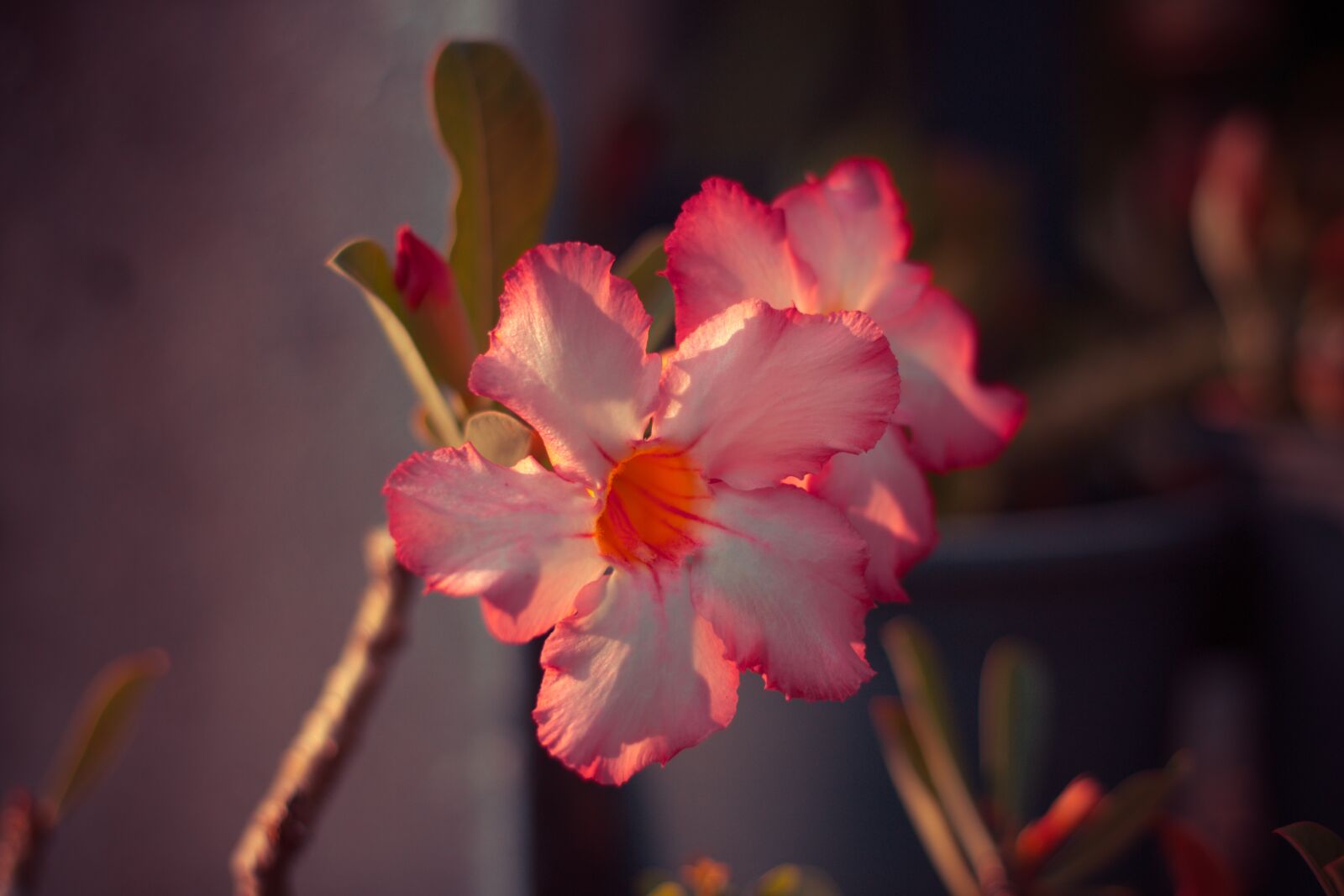 Canon EOS 700D (EOS Rebel T5i / EOS Kiss X7i) + Canon EF 50mm F1.8 STM sample photo. Invited to visit, flowers photography
