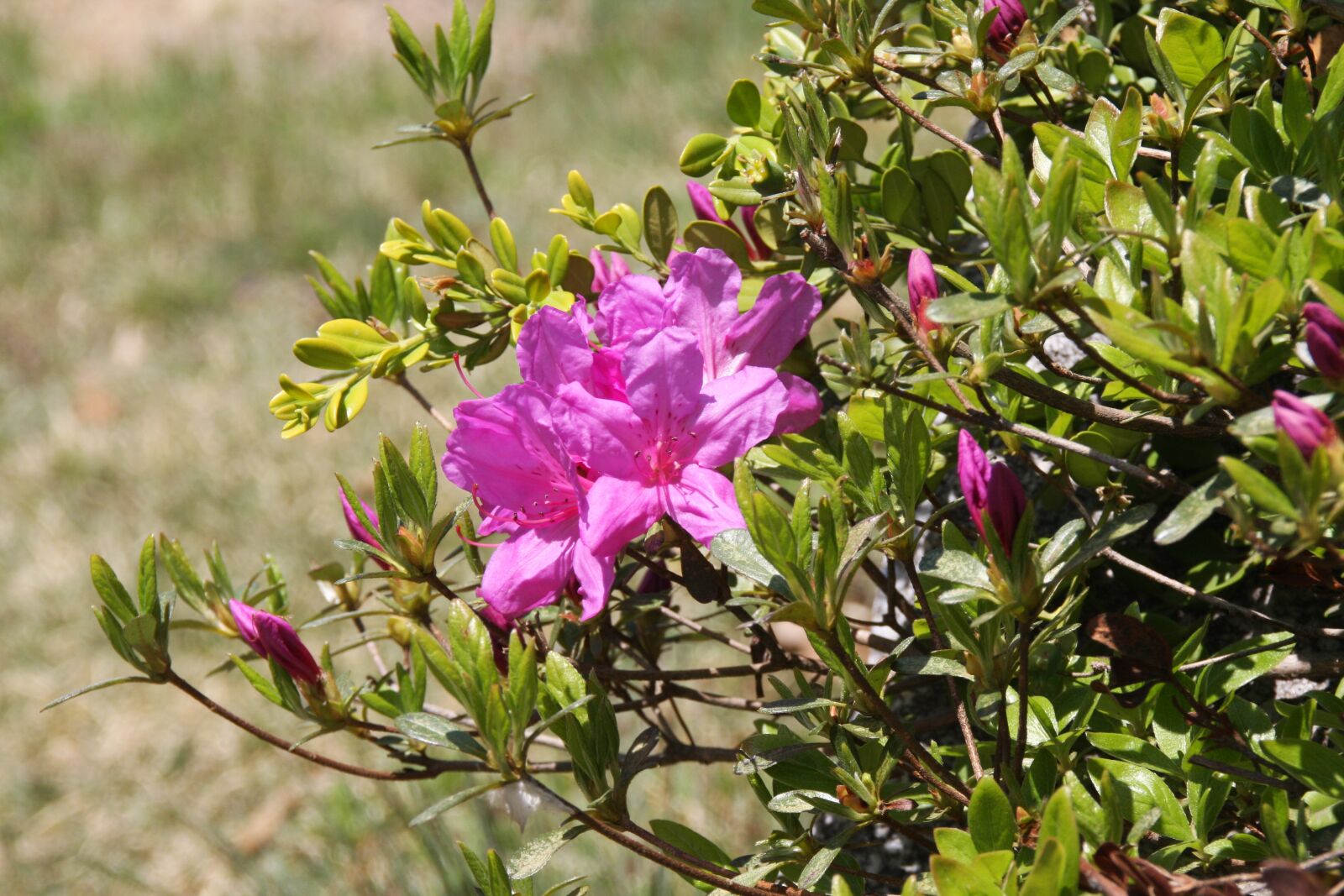 Canon EOS 40D sample photo. Azalea, flowers, spring photography