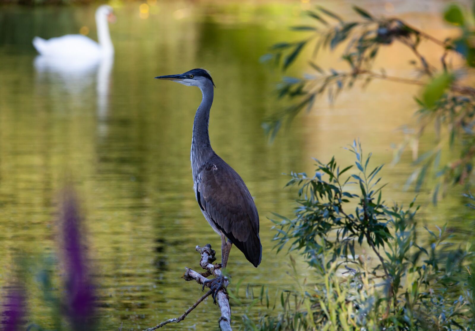 150-600mm F5-6.3 DG OS HSM | Contemporary 015 sample photo. Juvenile heron, waiting, blue photography