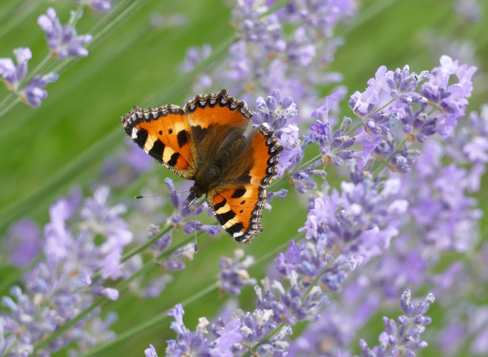 Panasonic Lumix DMC-FZ1000 sample photo. Butterfly, lavender, summer photography