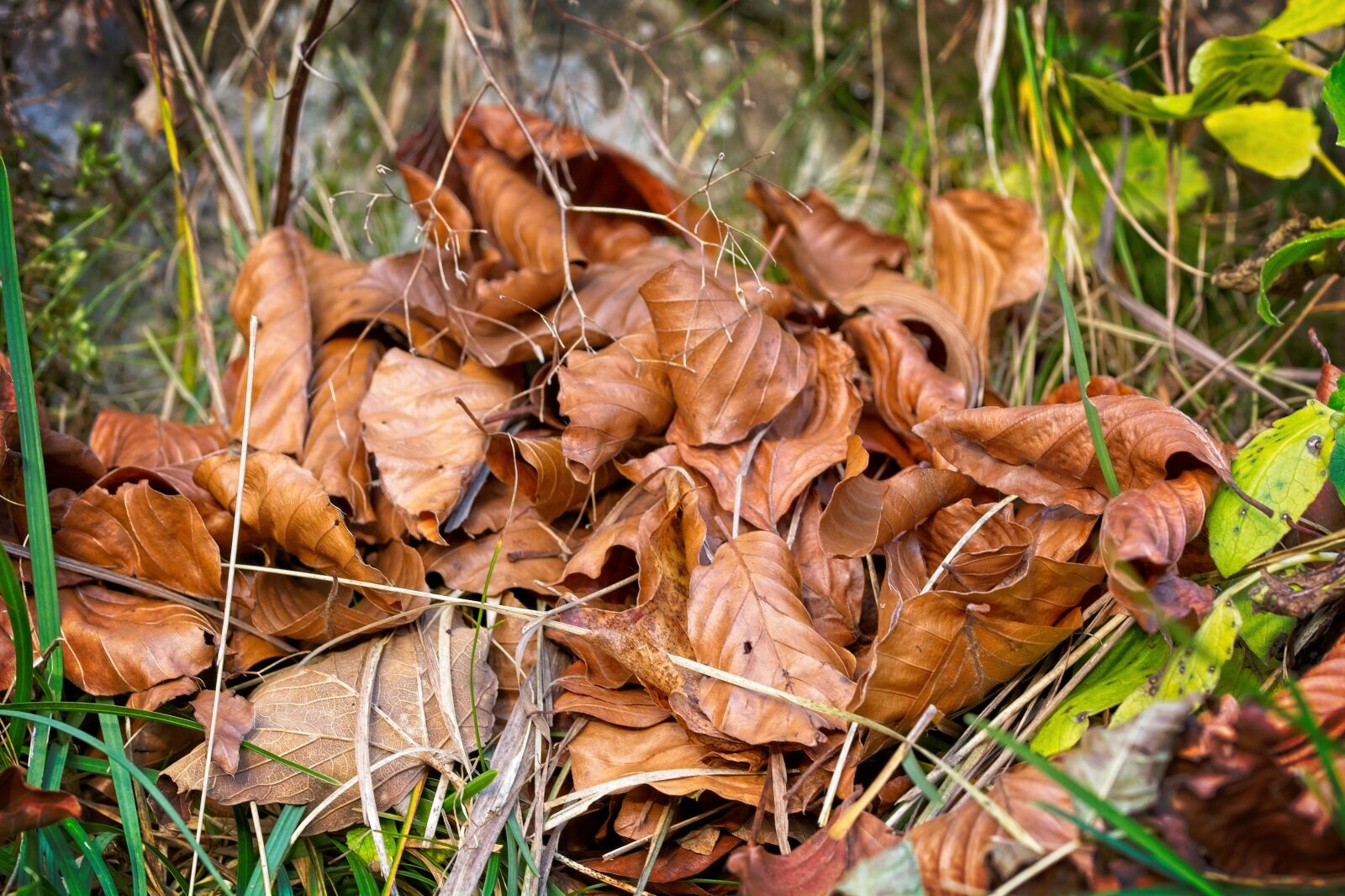 Sigma 105mm F2.8 EX DG OS HSM sample photo. Leaves, autumn, withered photography